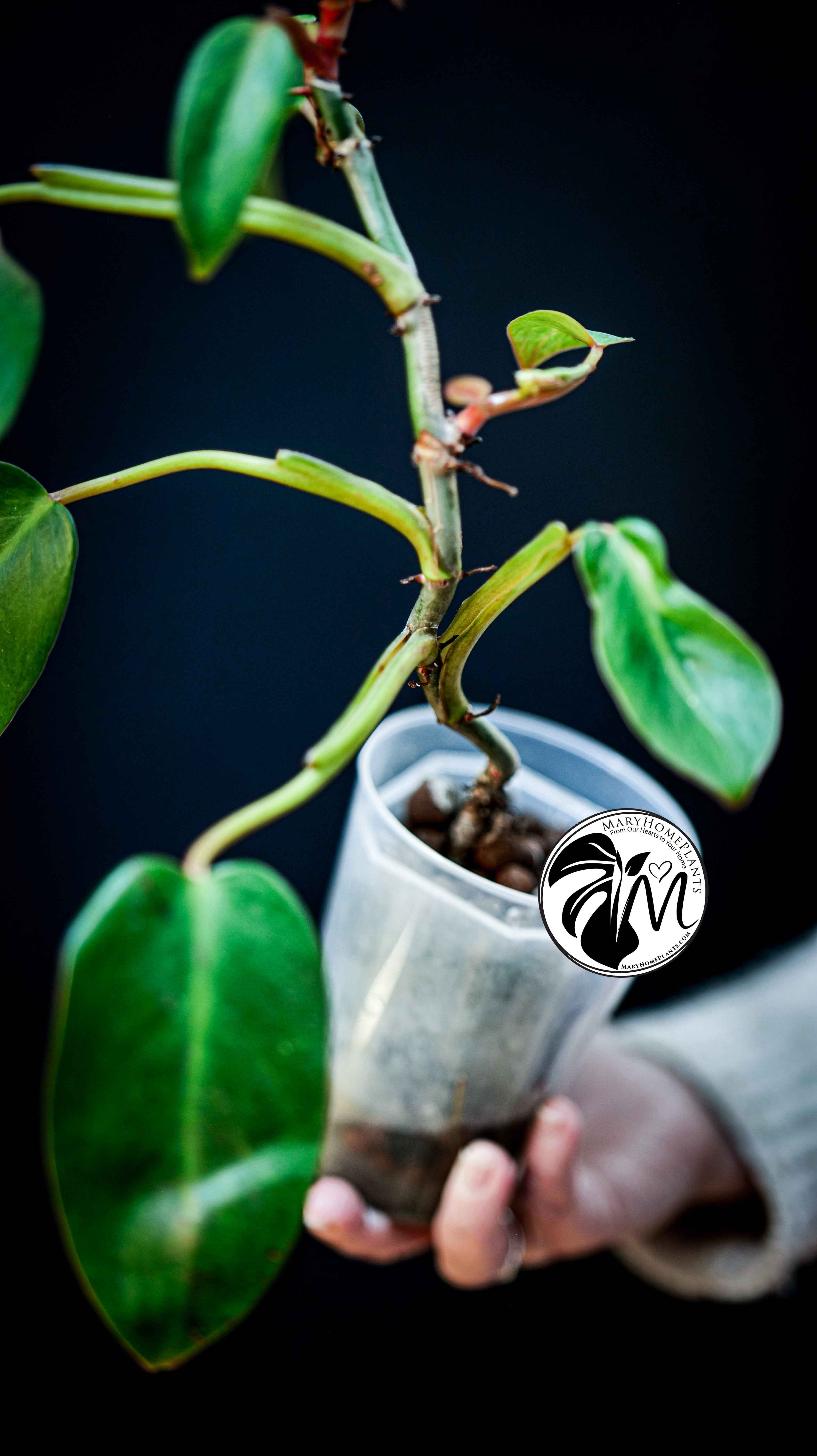 Philodendron Painted Lady