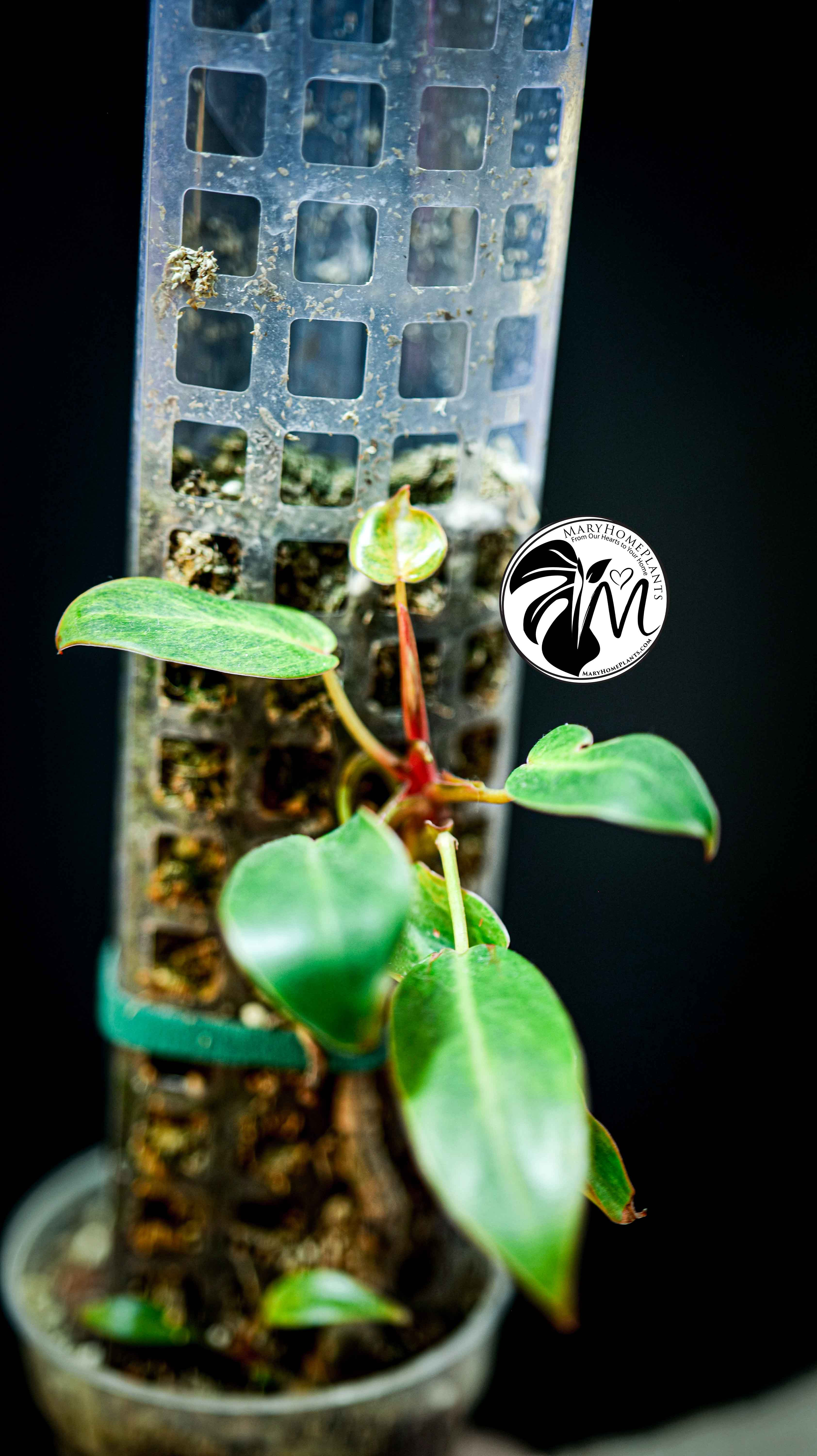 Philodendron Painted Lady