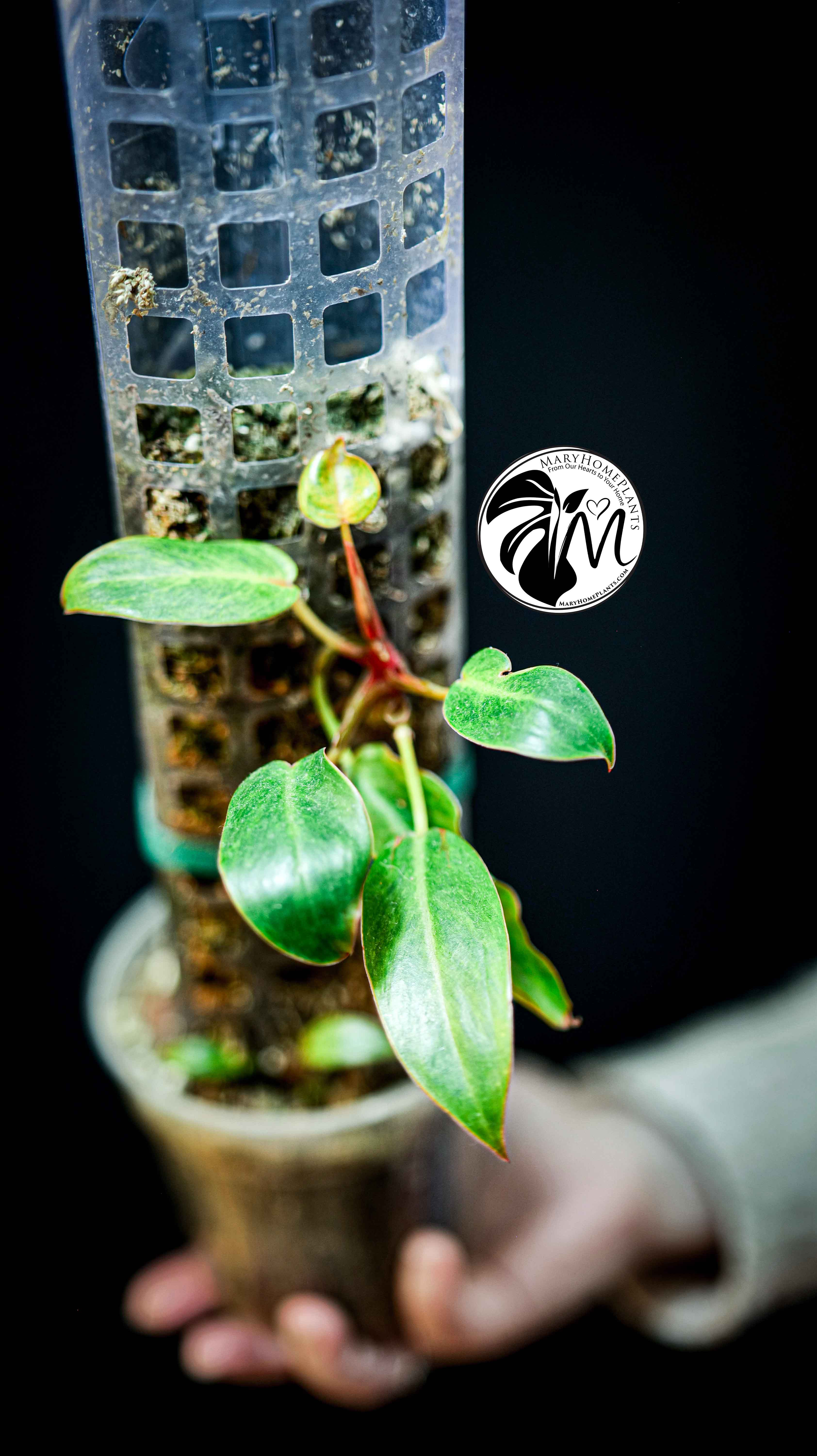 Philodendron Painted Lady