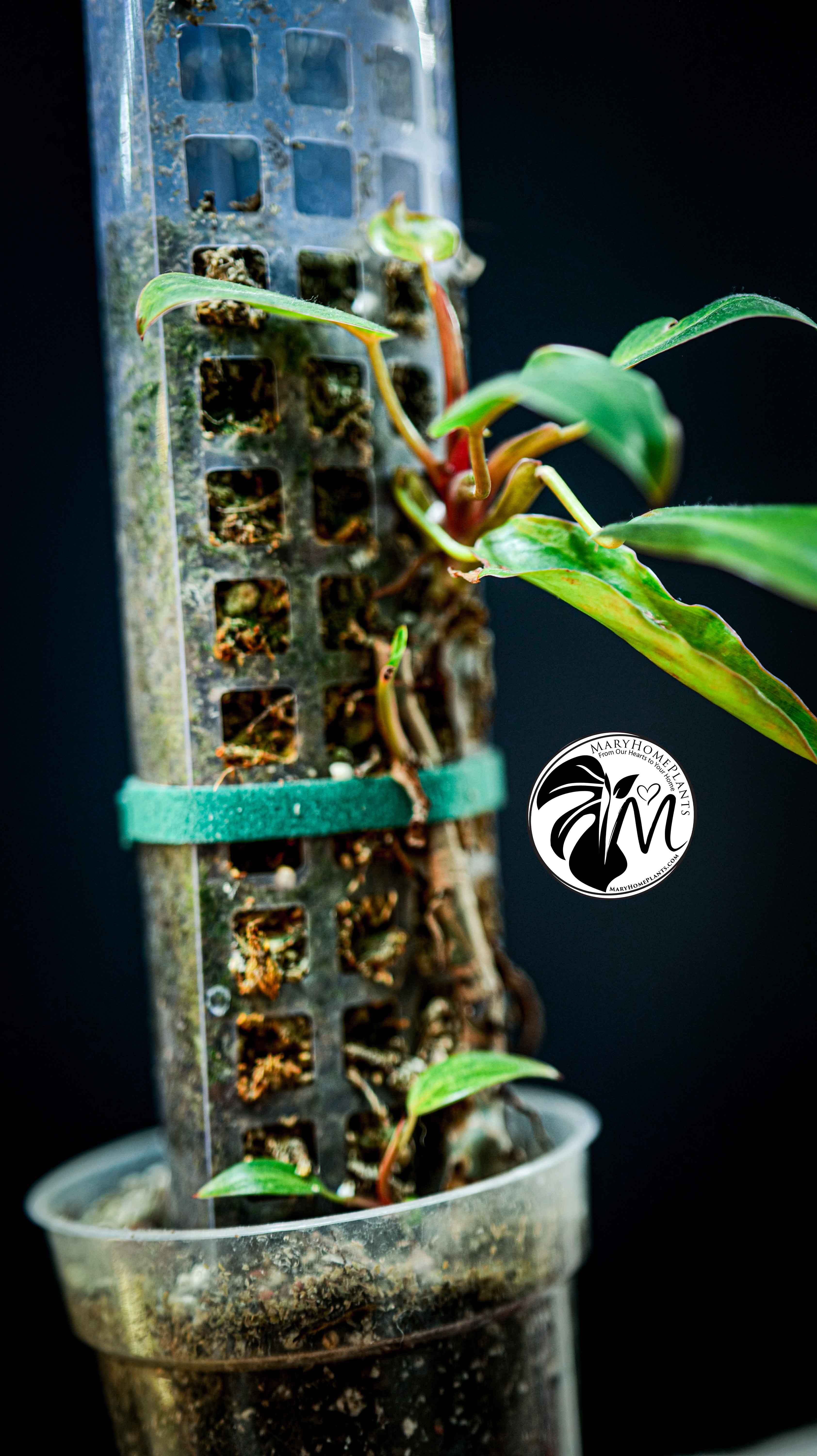 Philodendron Painted Lady