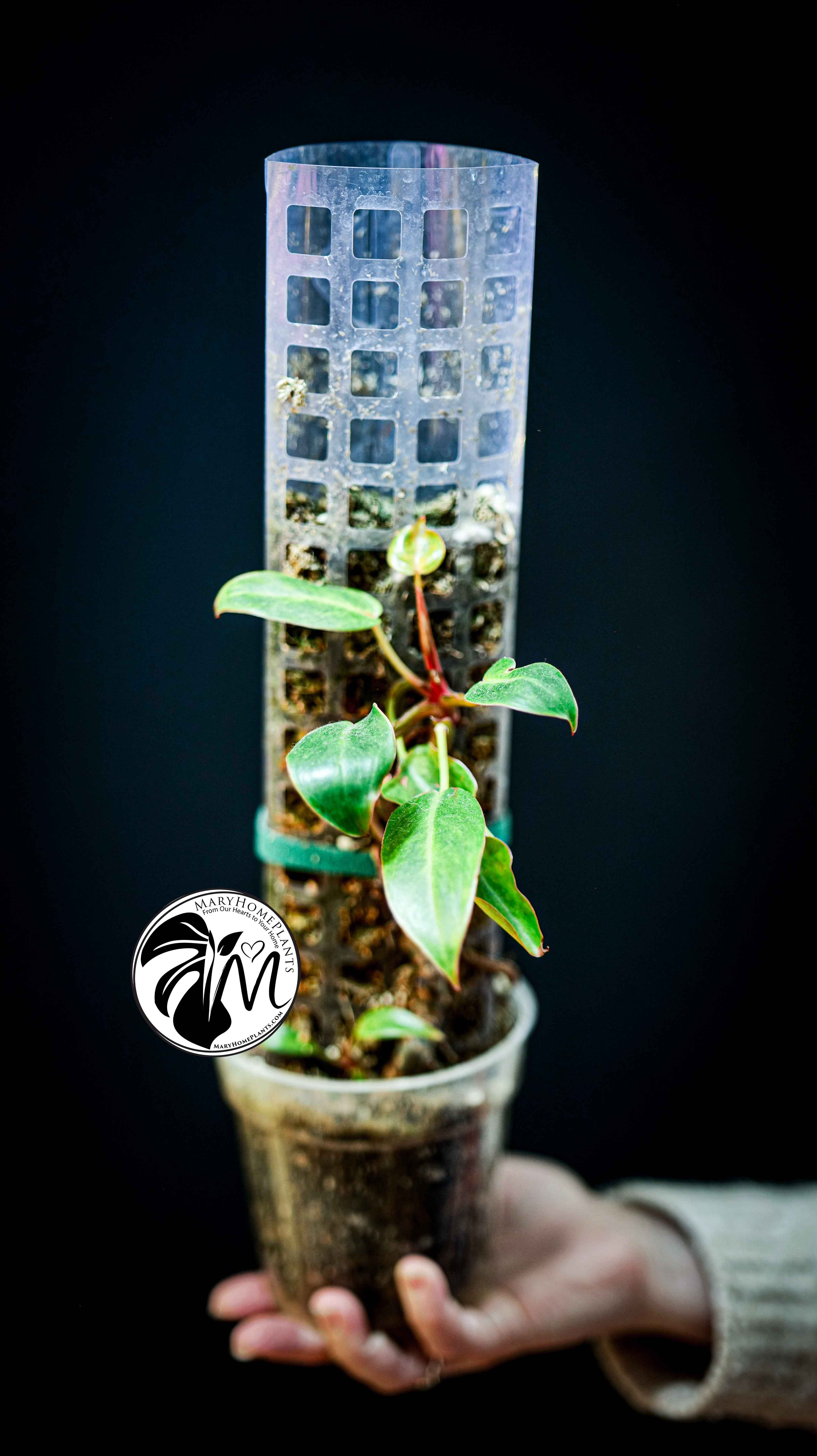 Philodendron Painted Lady