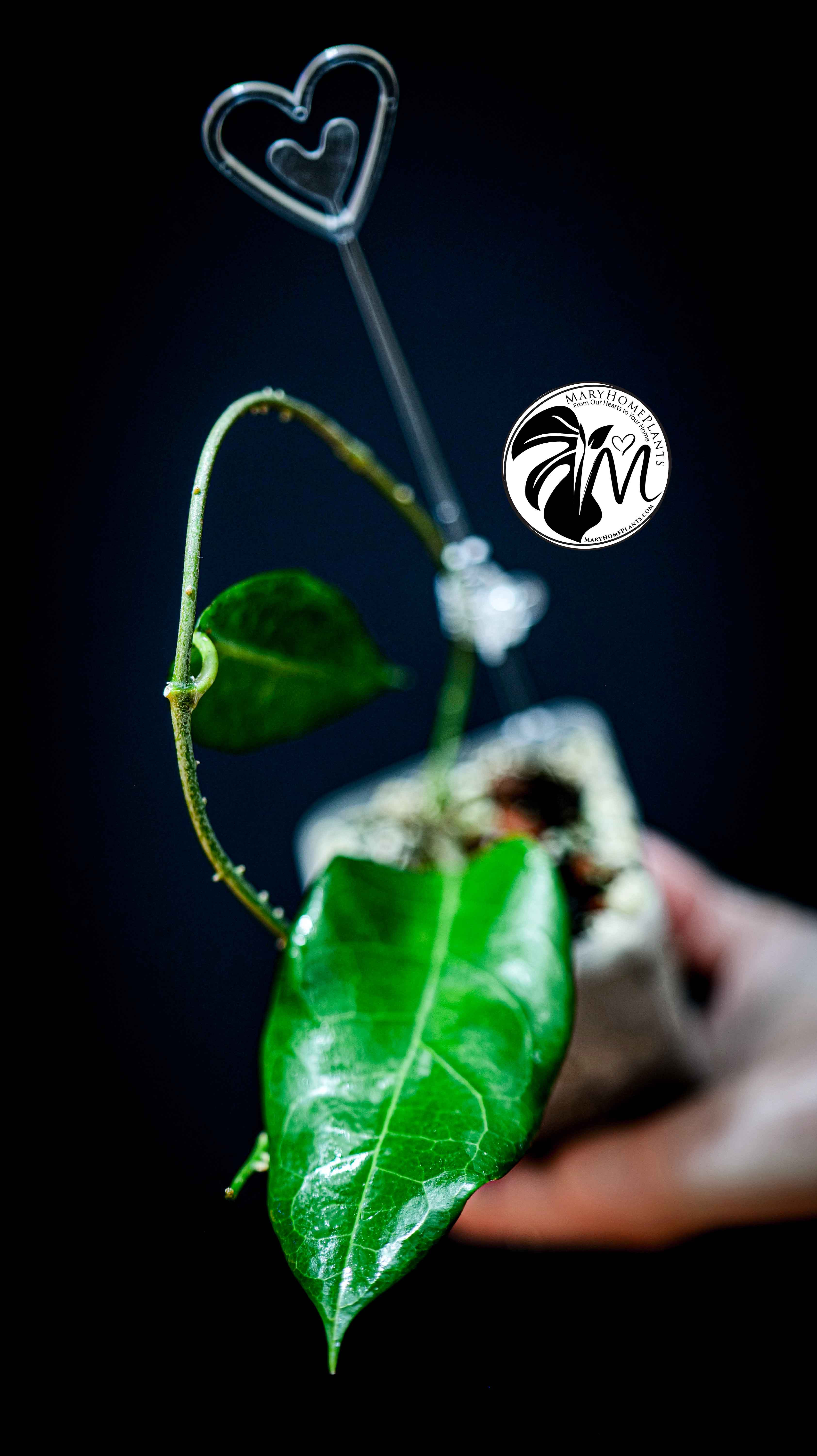 Hoya Flores Island UT 039