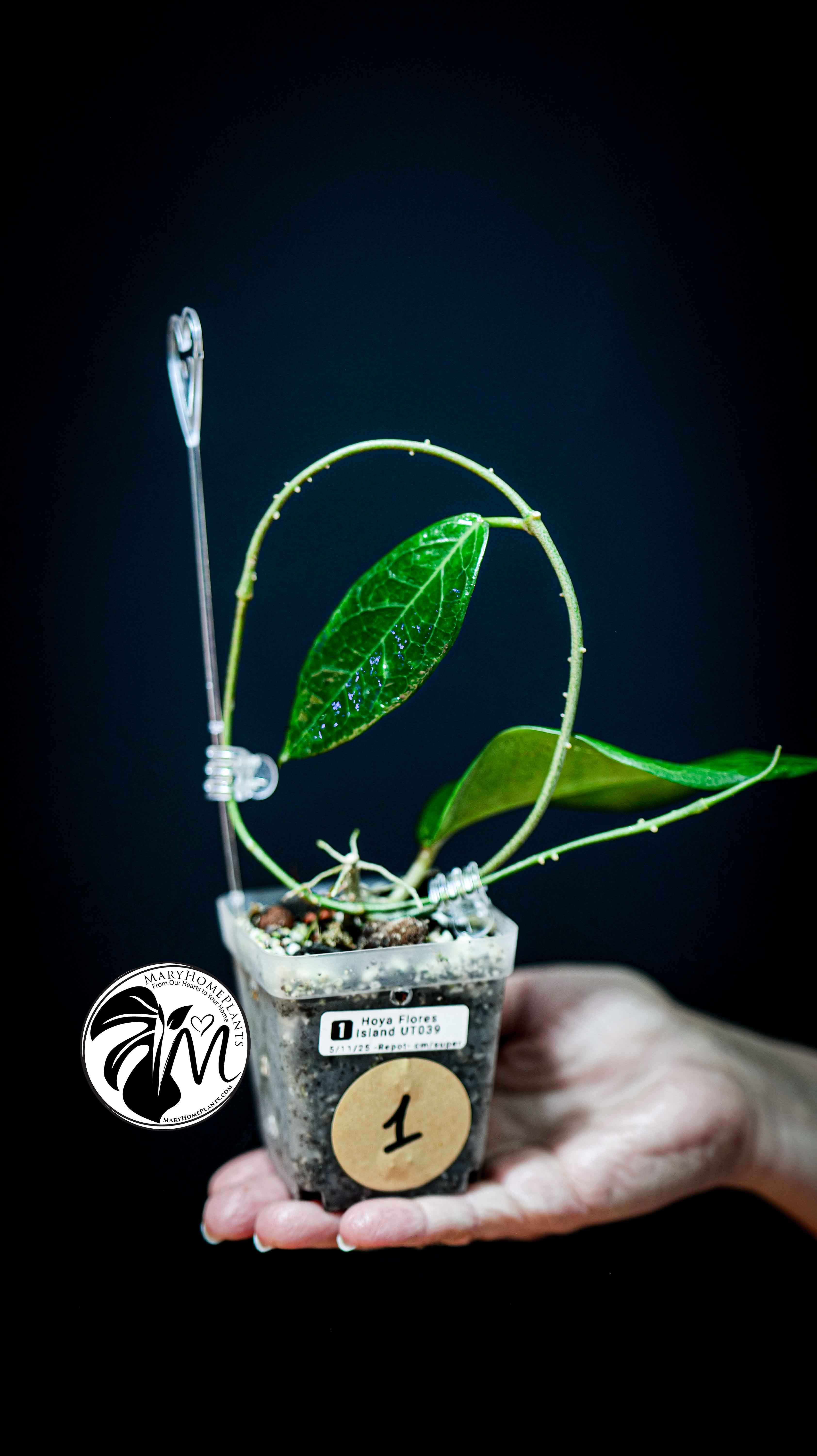 Hoya Flores Island UT 039