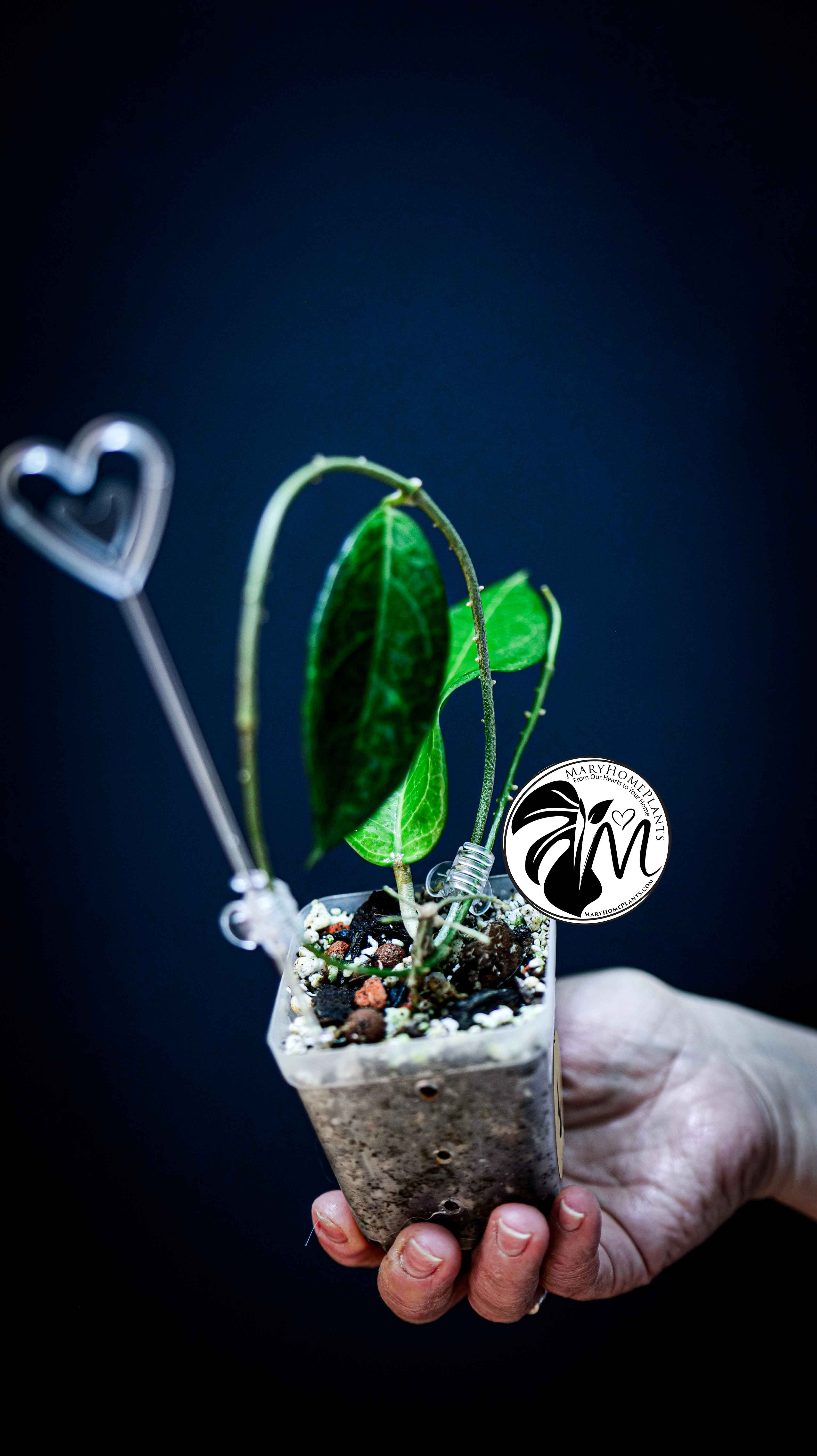 Hoya Flores Island UT 039