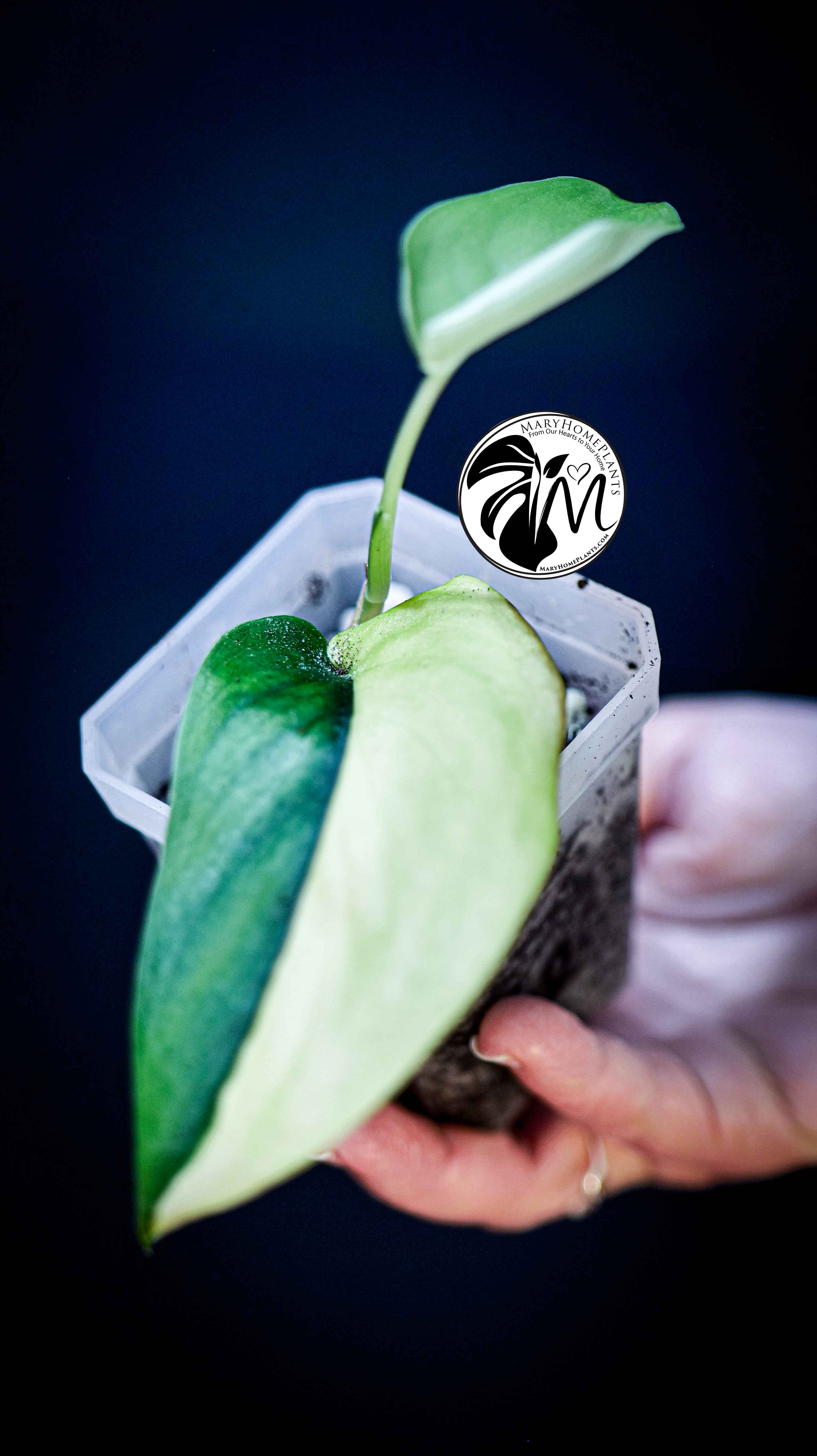 Scindapsus Jade Satin Aurea