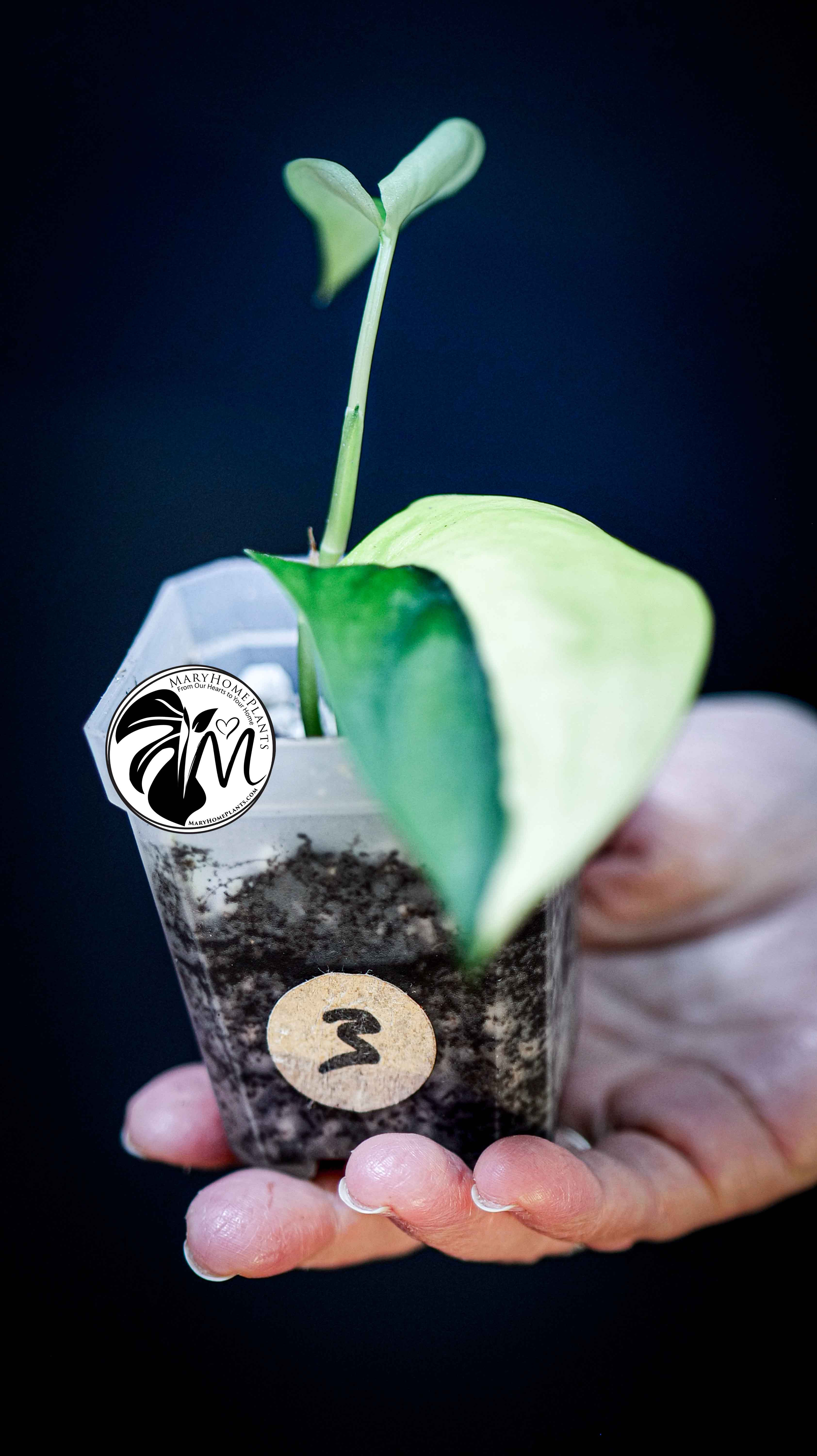 Scindapsus Jade Satin Aurea