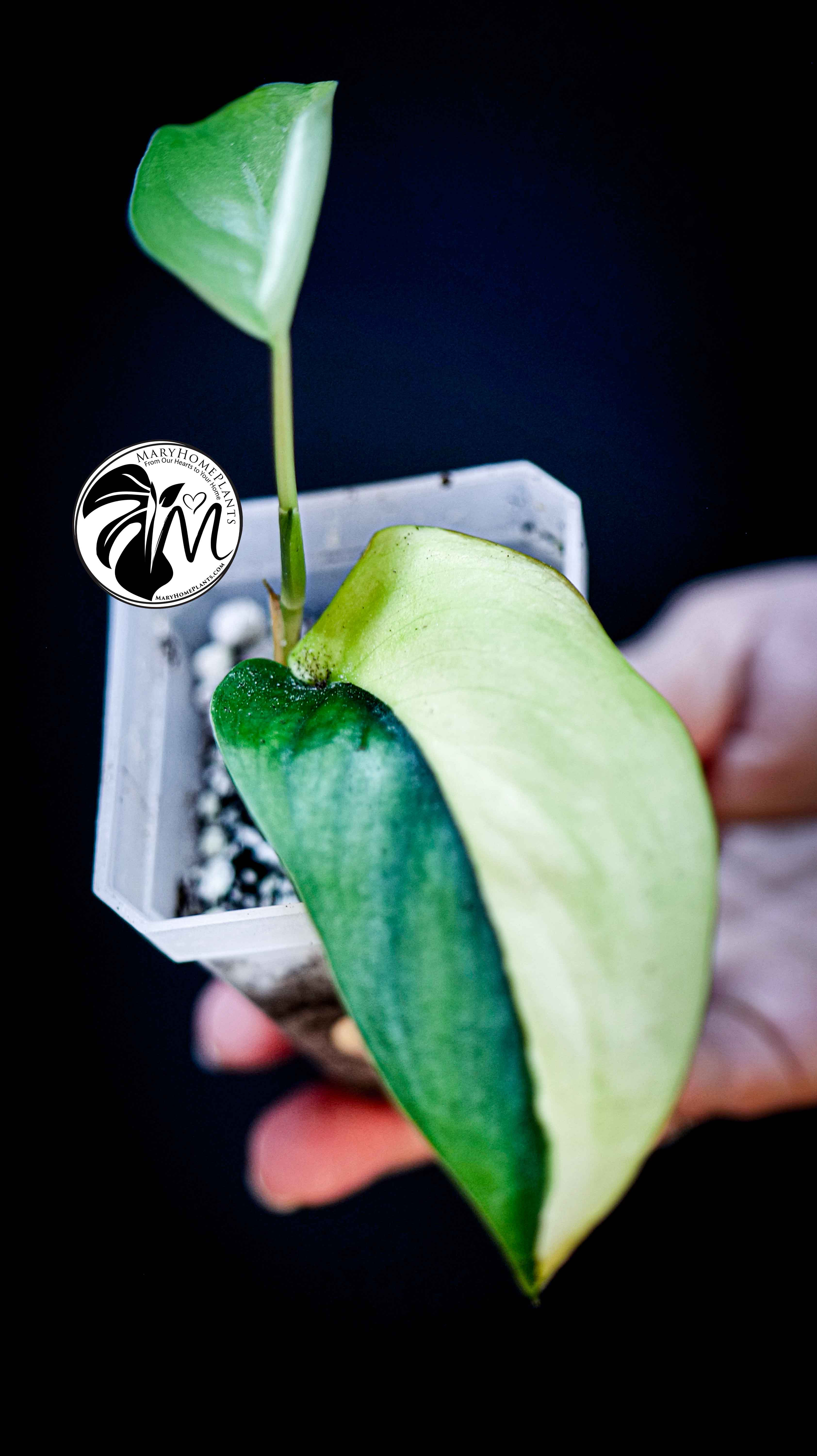 Scindapsus Jade Satin Aurea