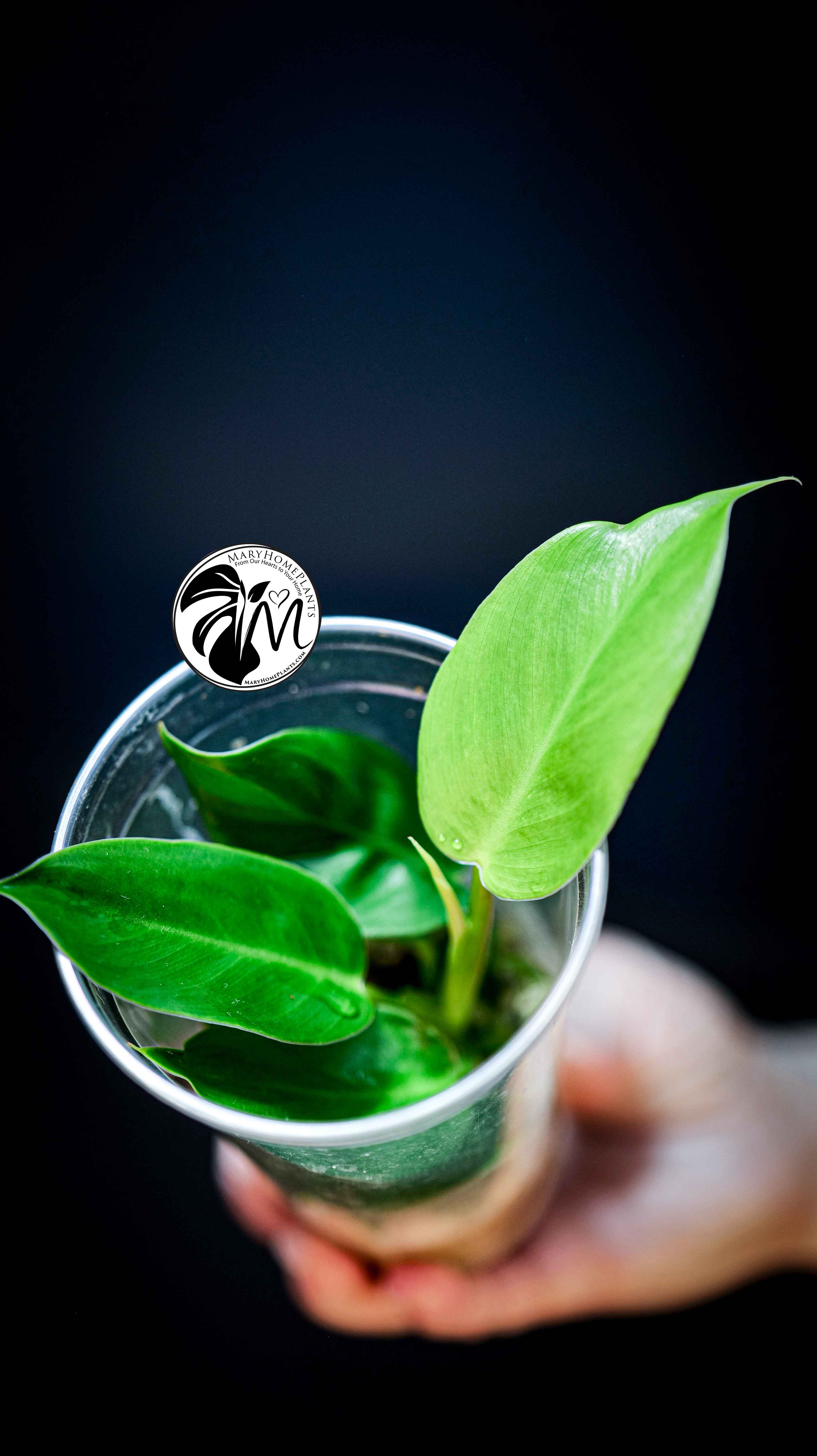 Philodendron Moonlight