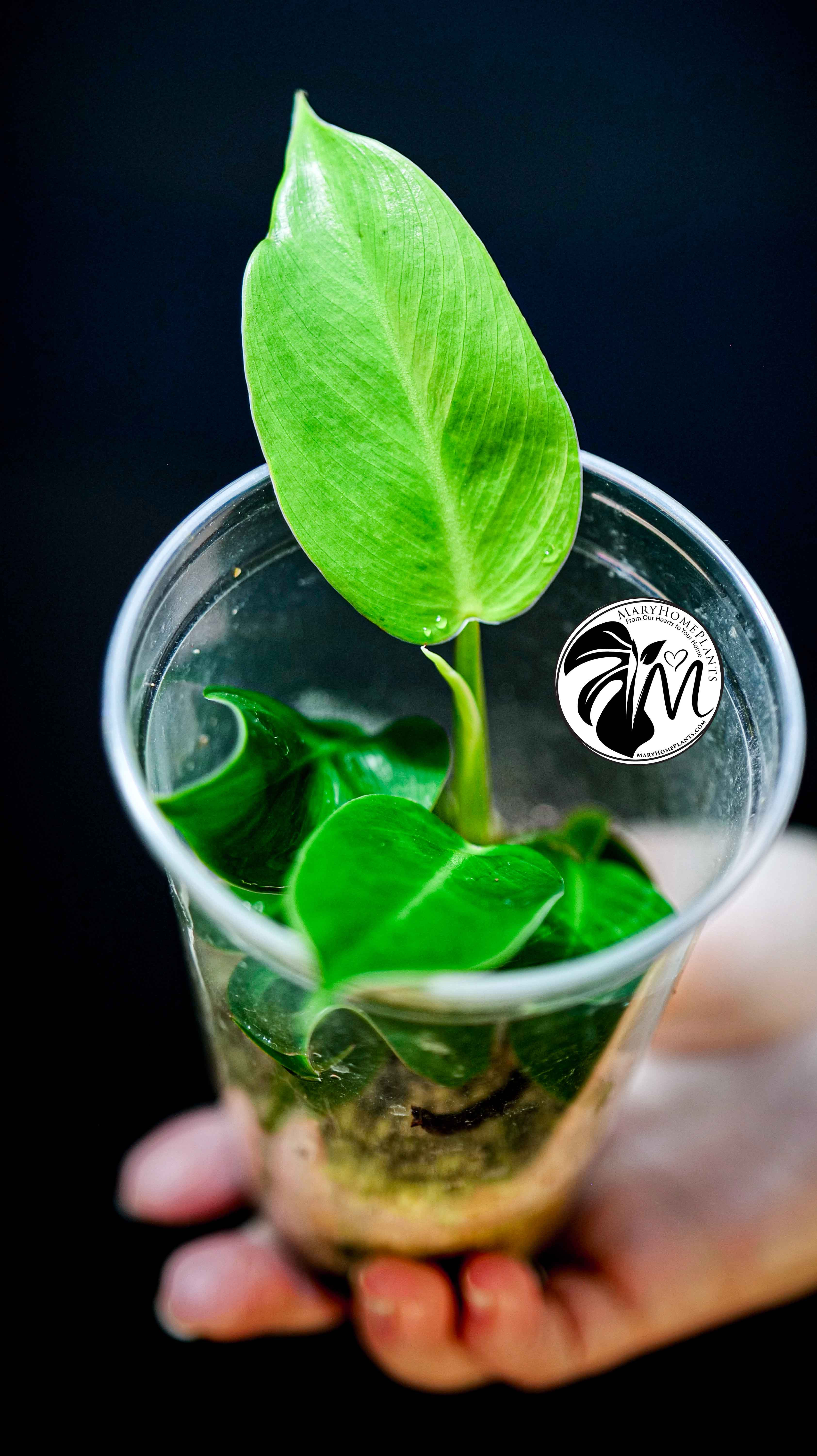 Philodendron Moonlight