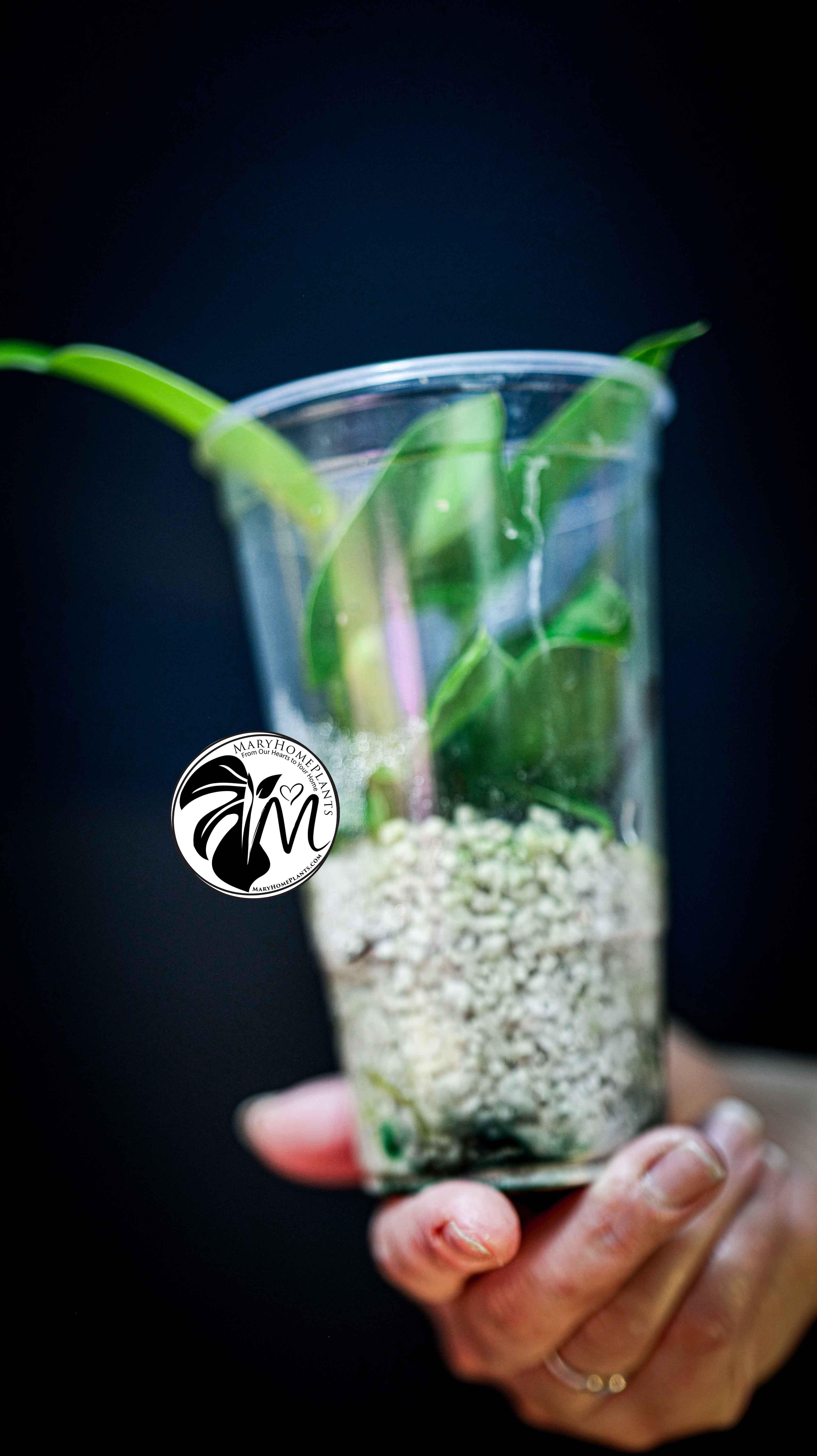 Philodendron Moonlight