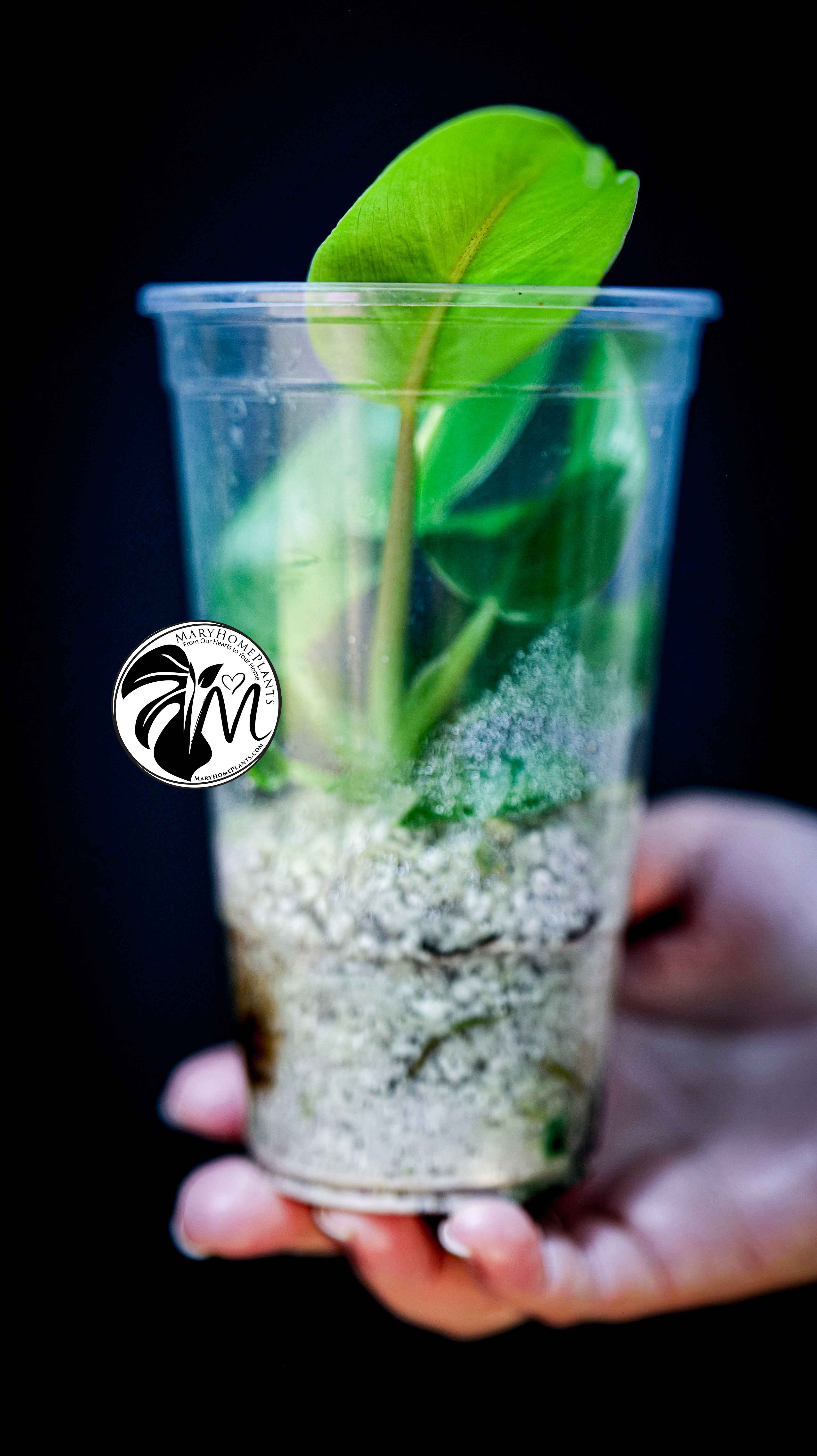 Philodendron Moonlight