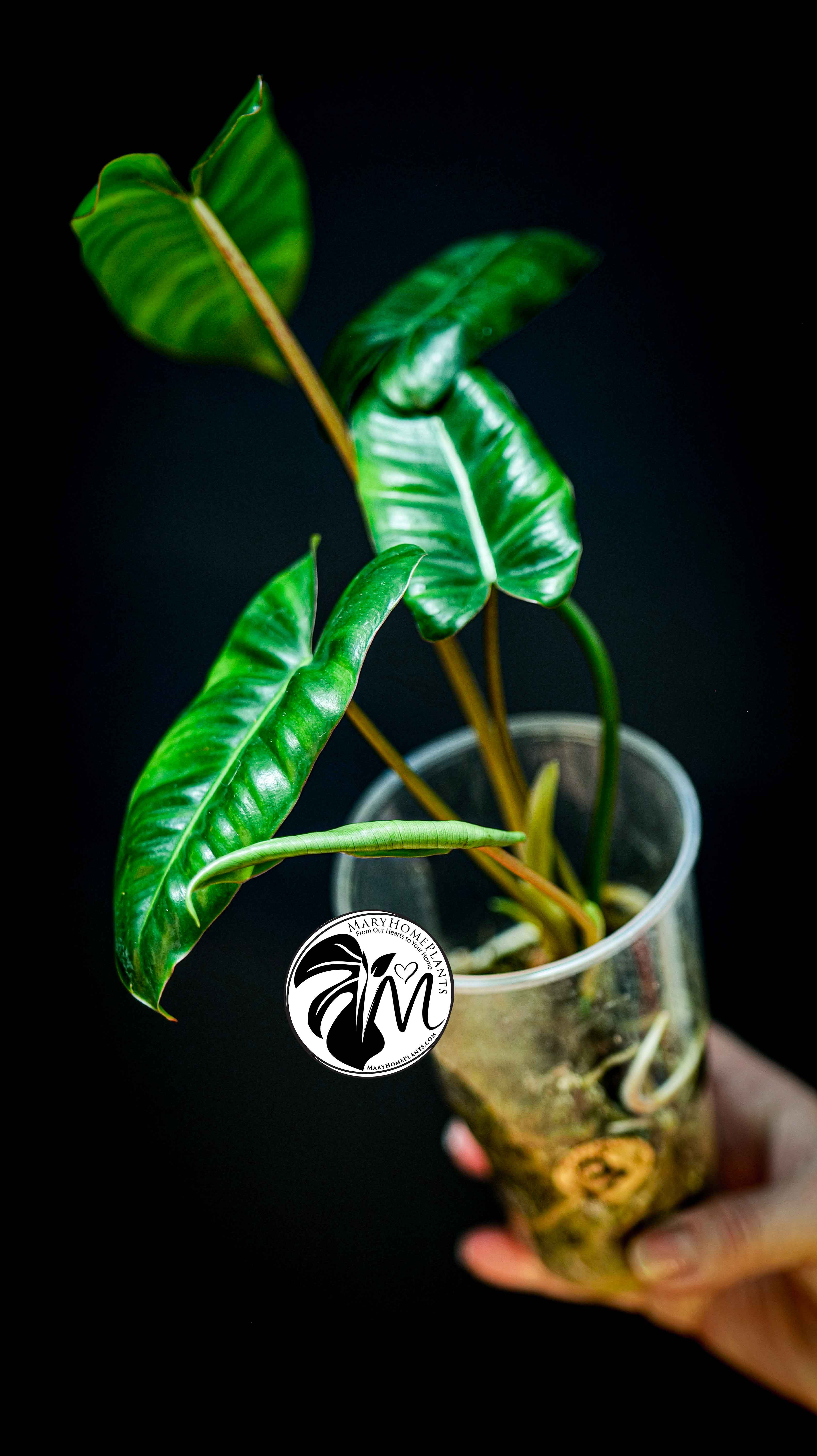 Philodendron Paraiso Verde