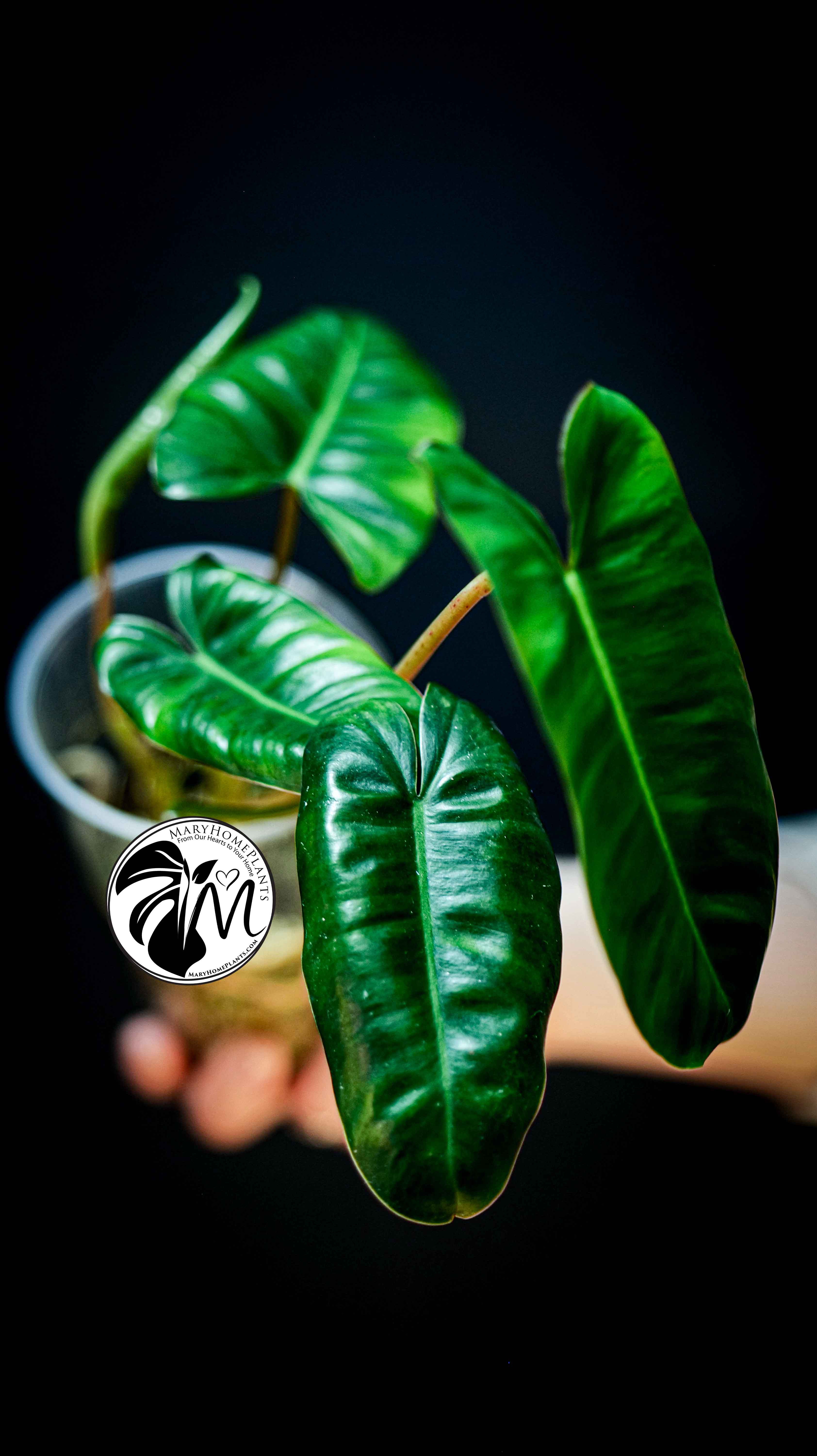 Philodendron Paraiso Verde