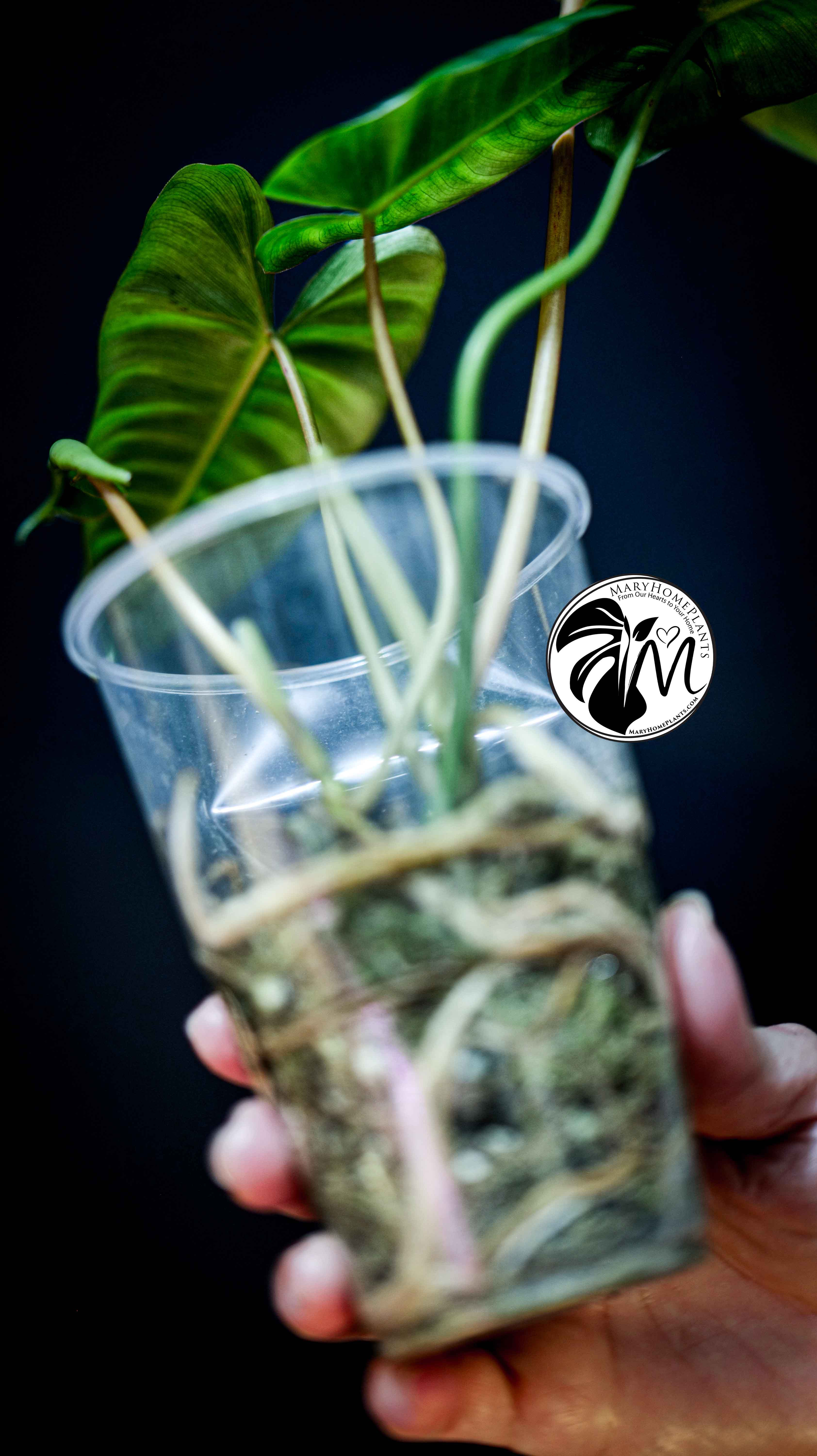 Philodendron Paraiso Verde