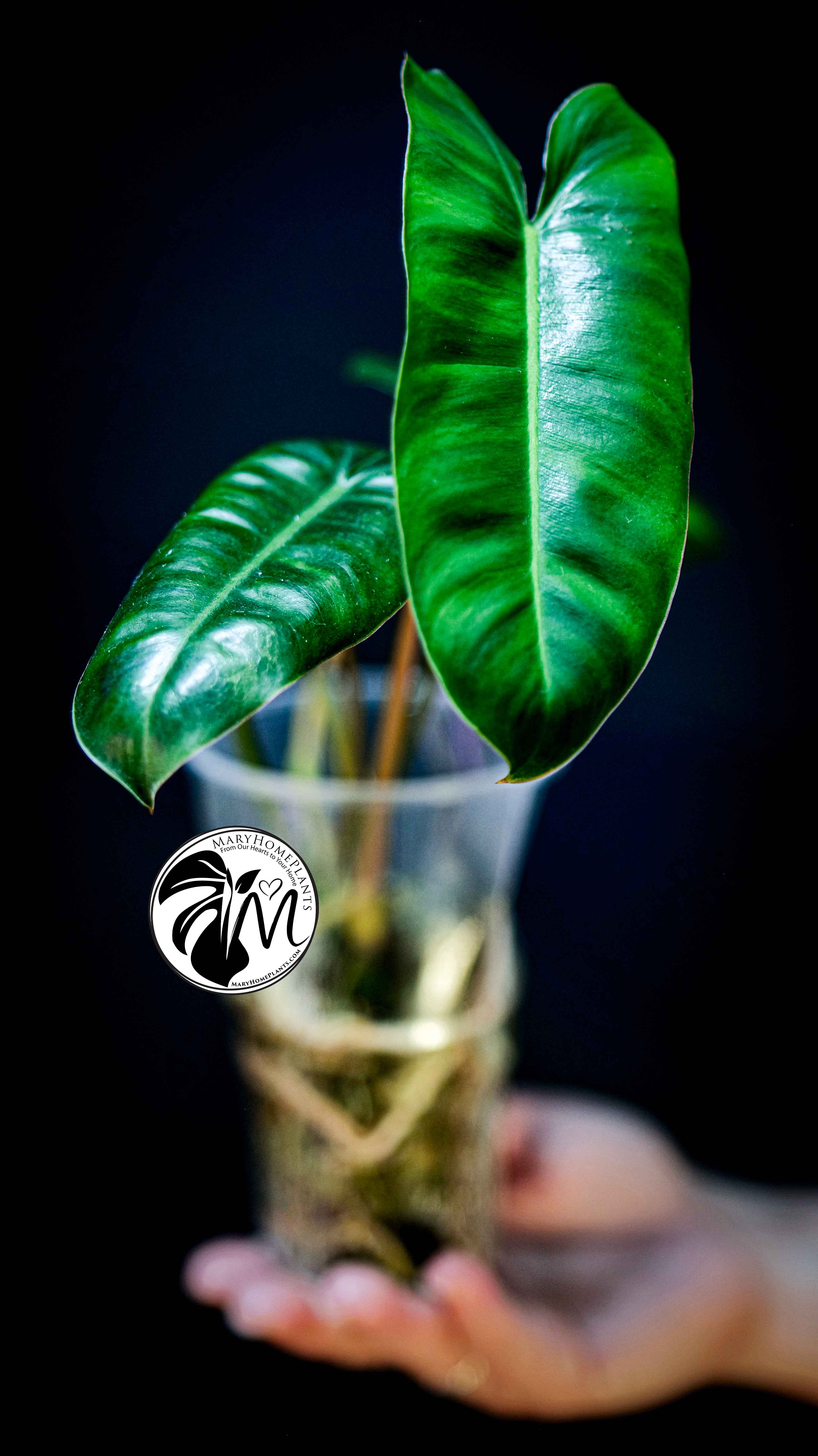 Philodendron Paraiso Verde