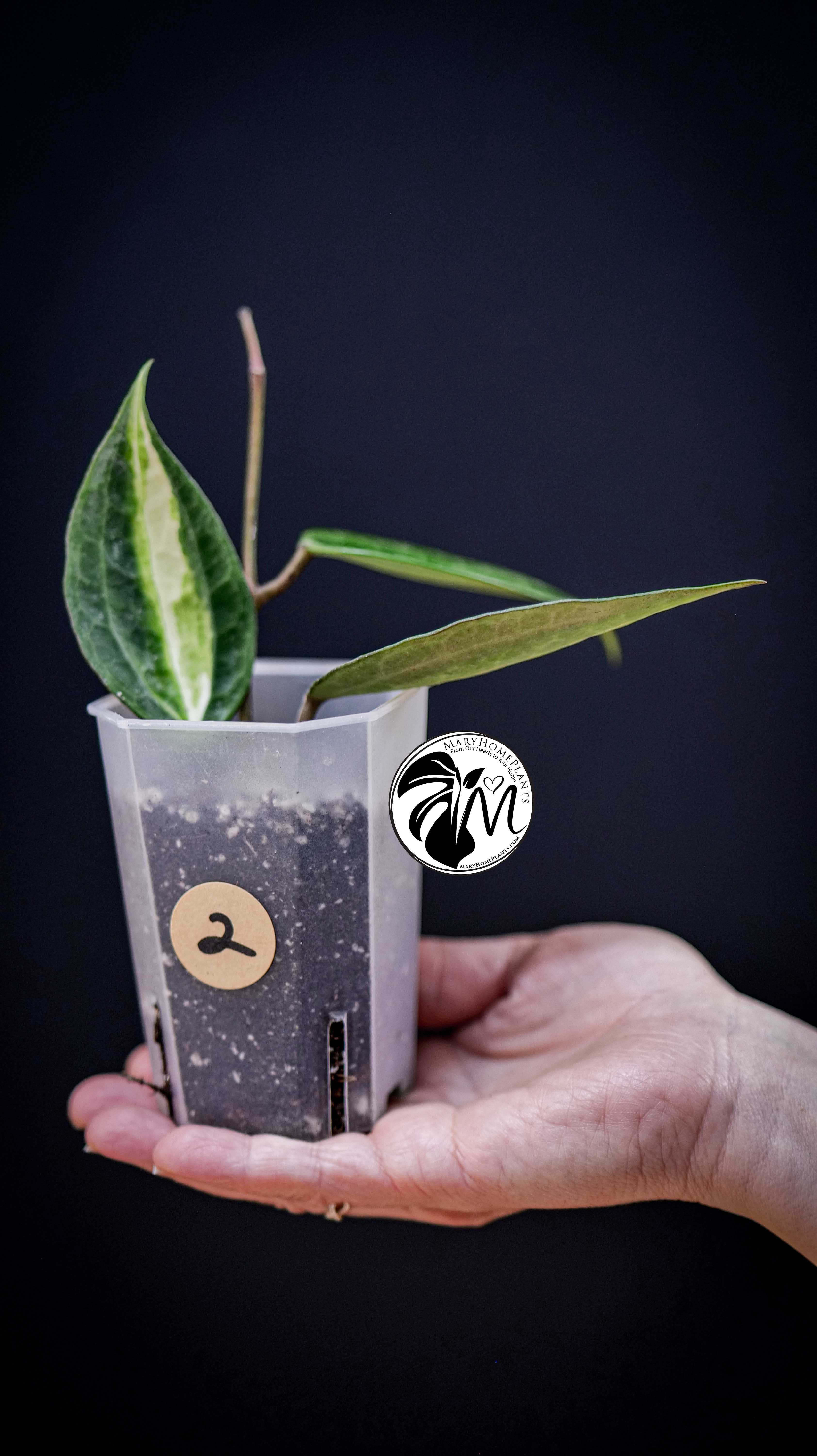 Hoya latifolia Pot of Gold