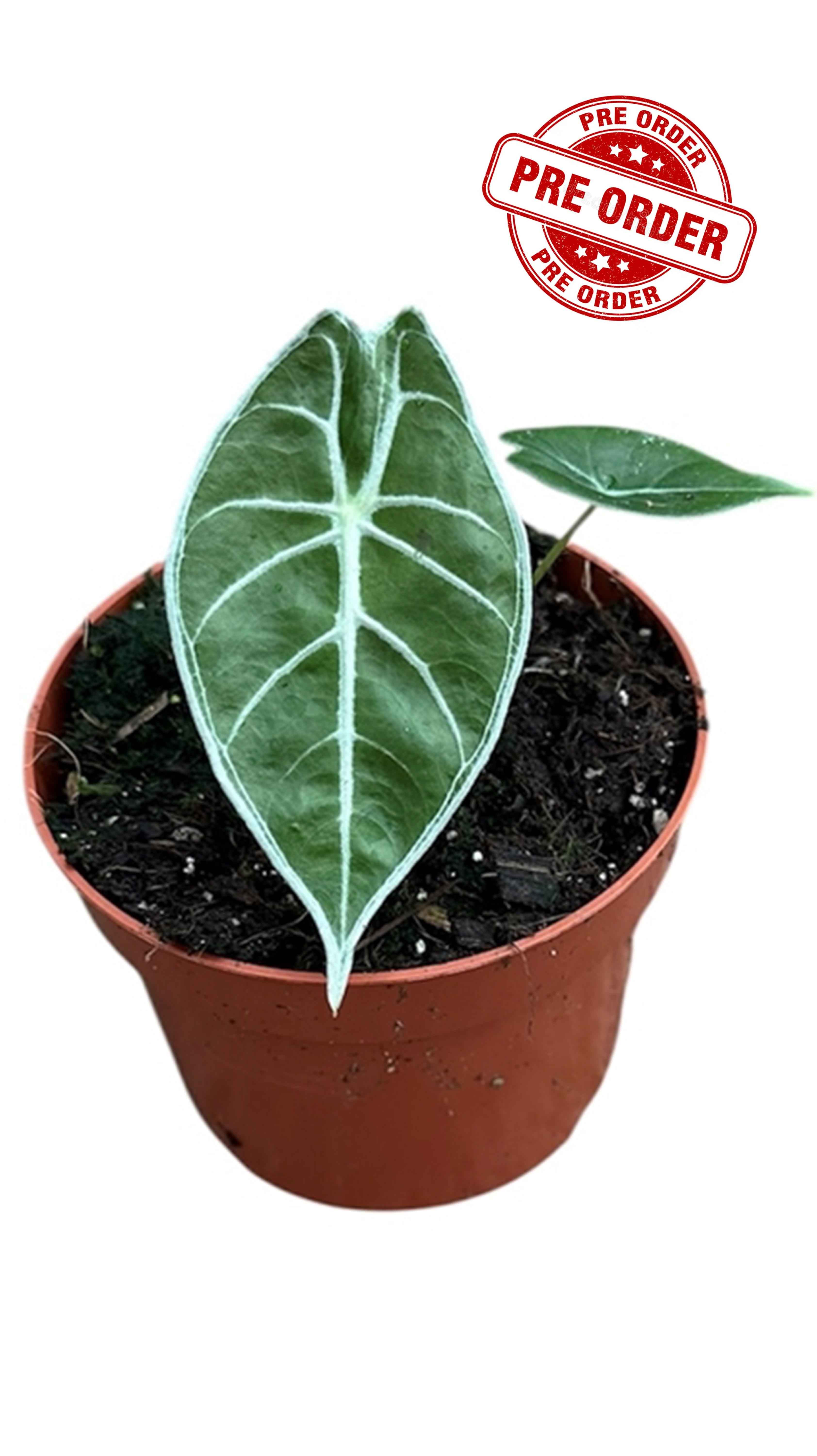 Alocasia Watsoniana Lightning