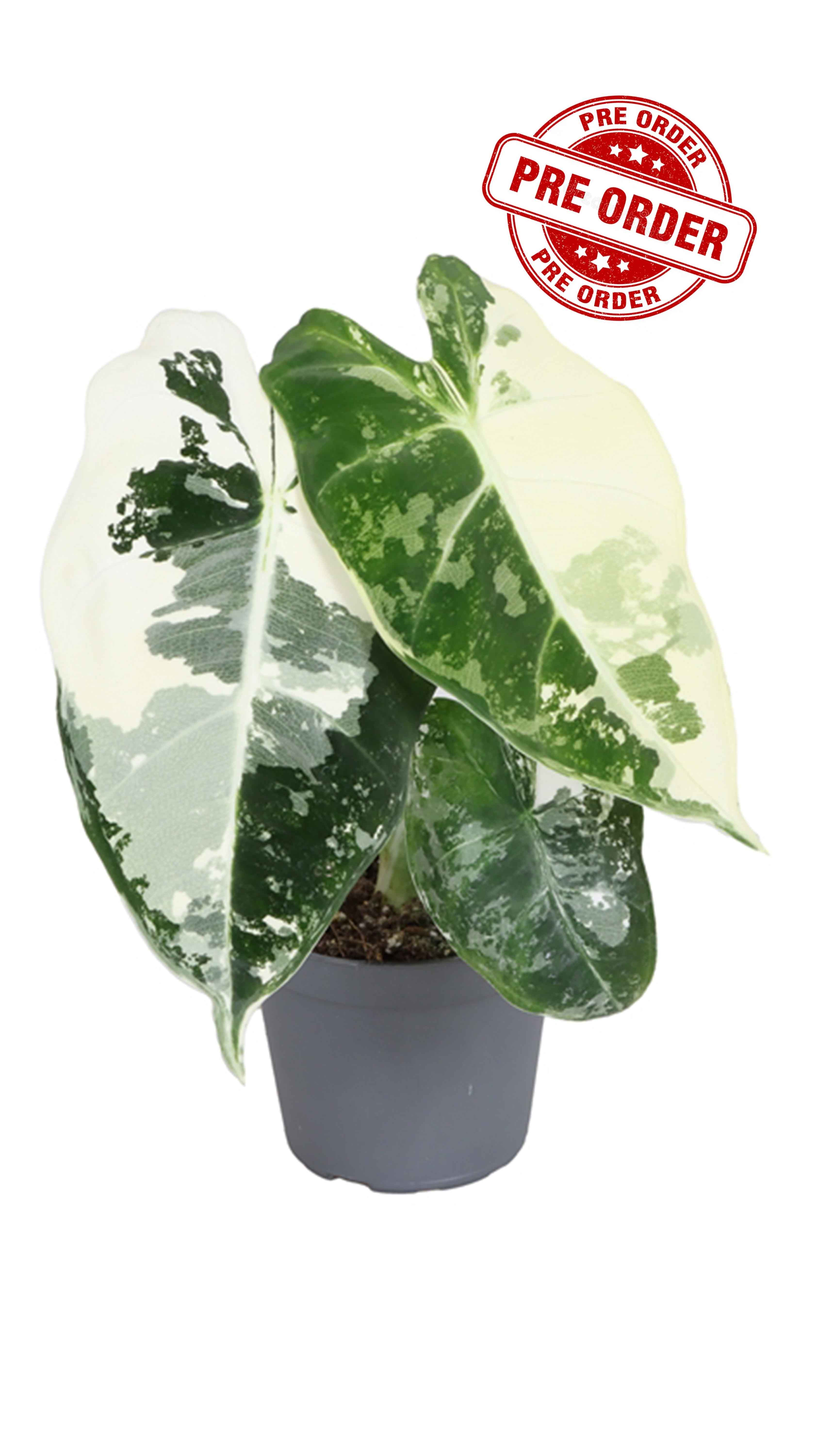Alocasia Micholitziana Frydek Variegated