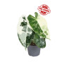 Alocasia Micholitziana Frydek Variegated