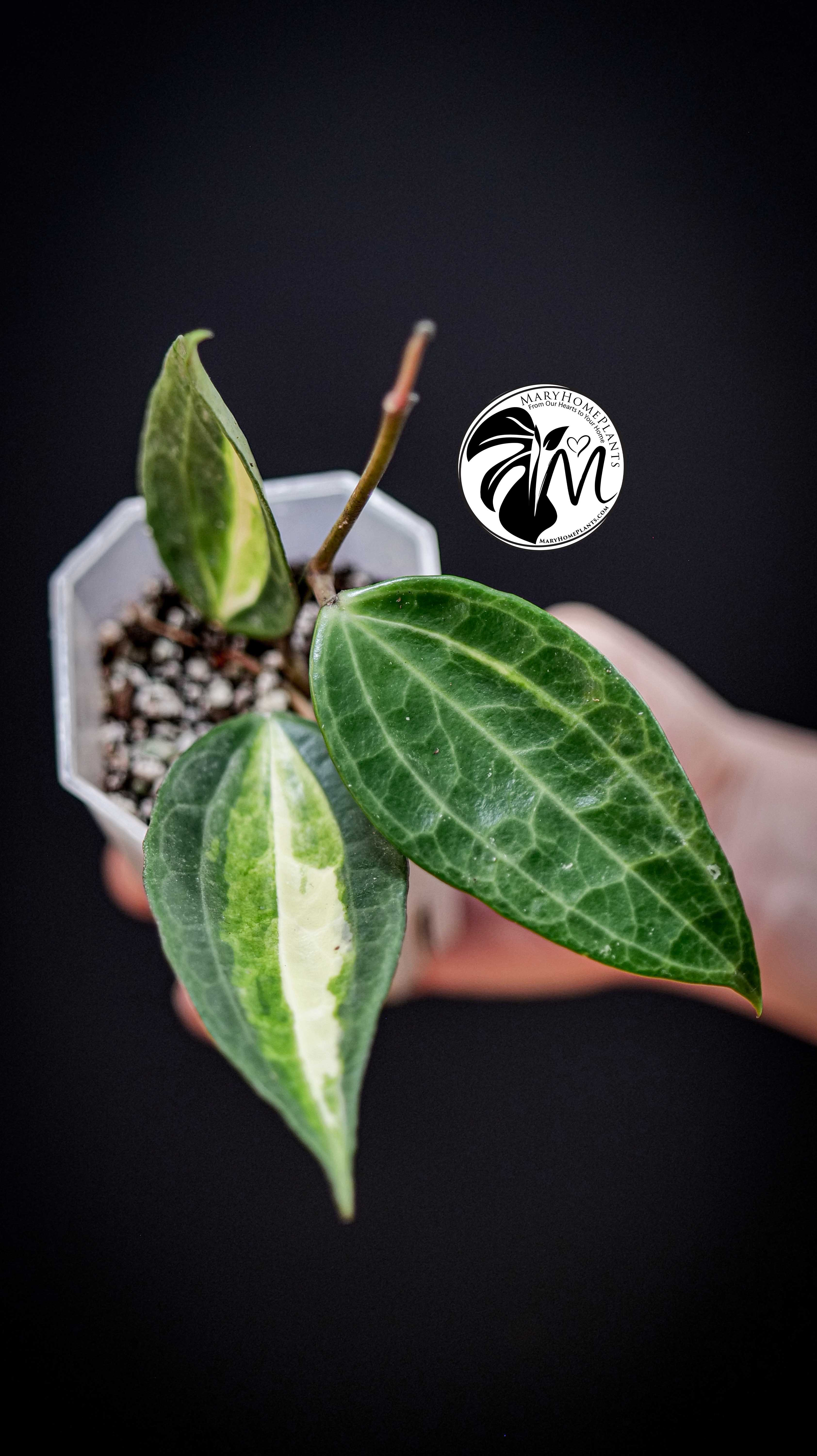 Hoya latifolia Pot of Gold