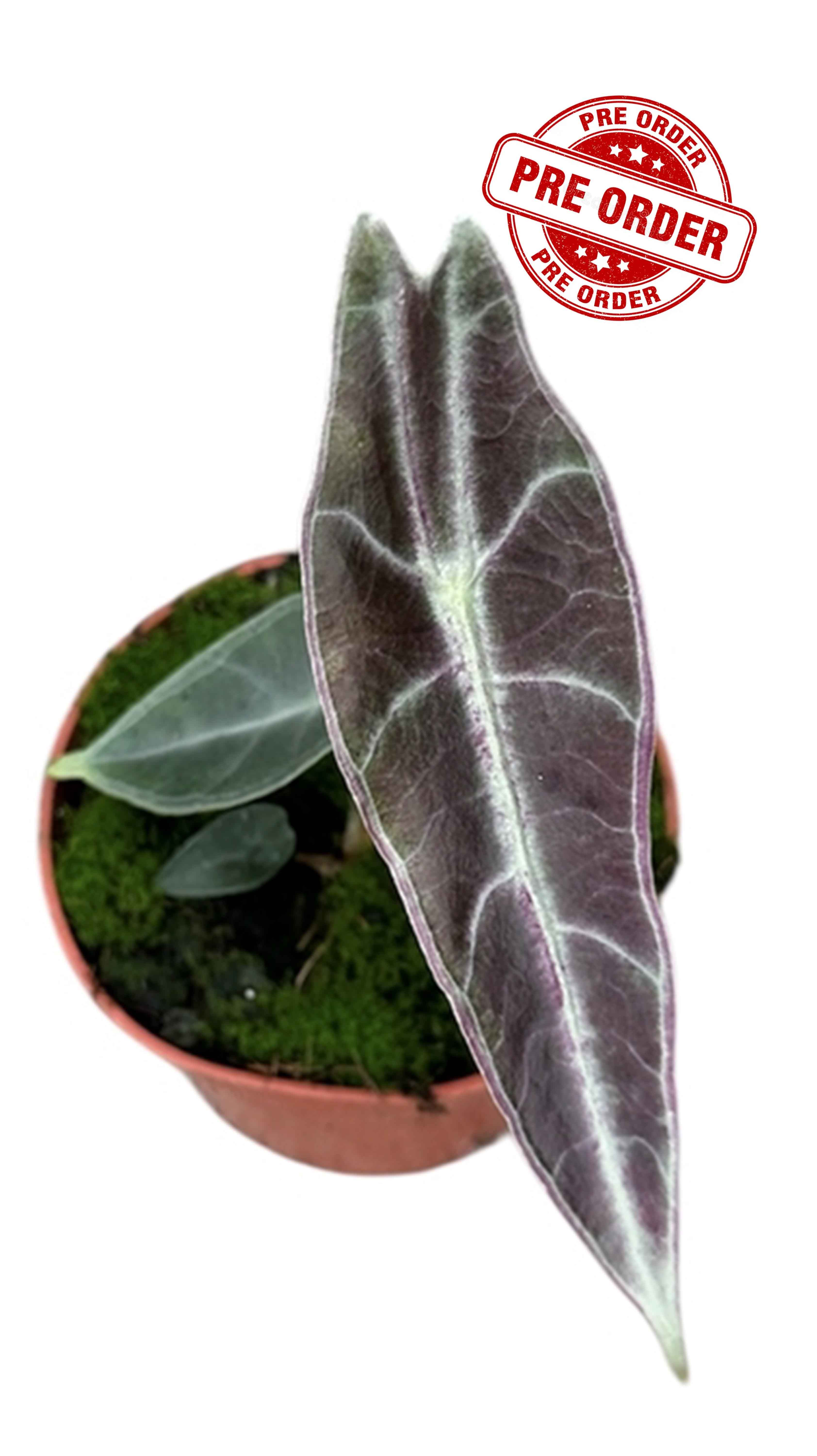 Alocasia Longiloba Purple