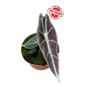 Alocasia Longiloba Purple