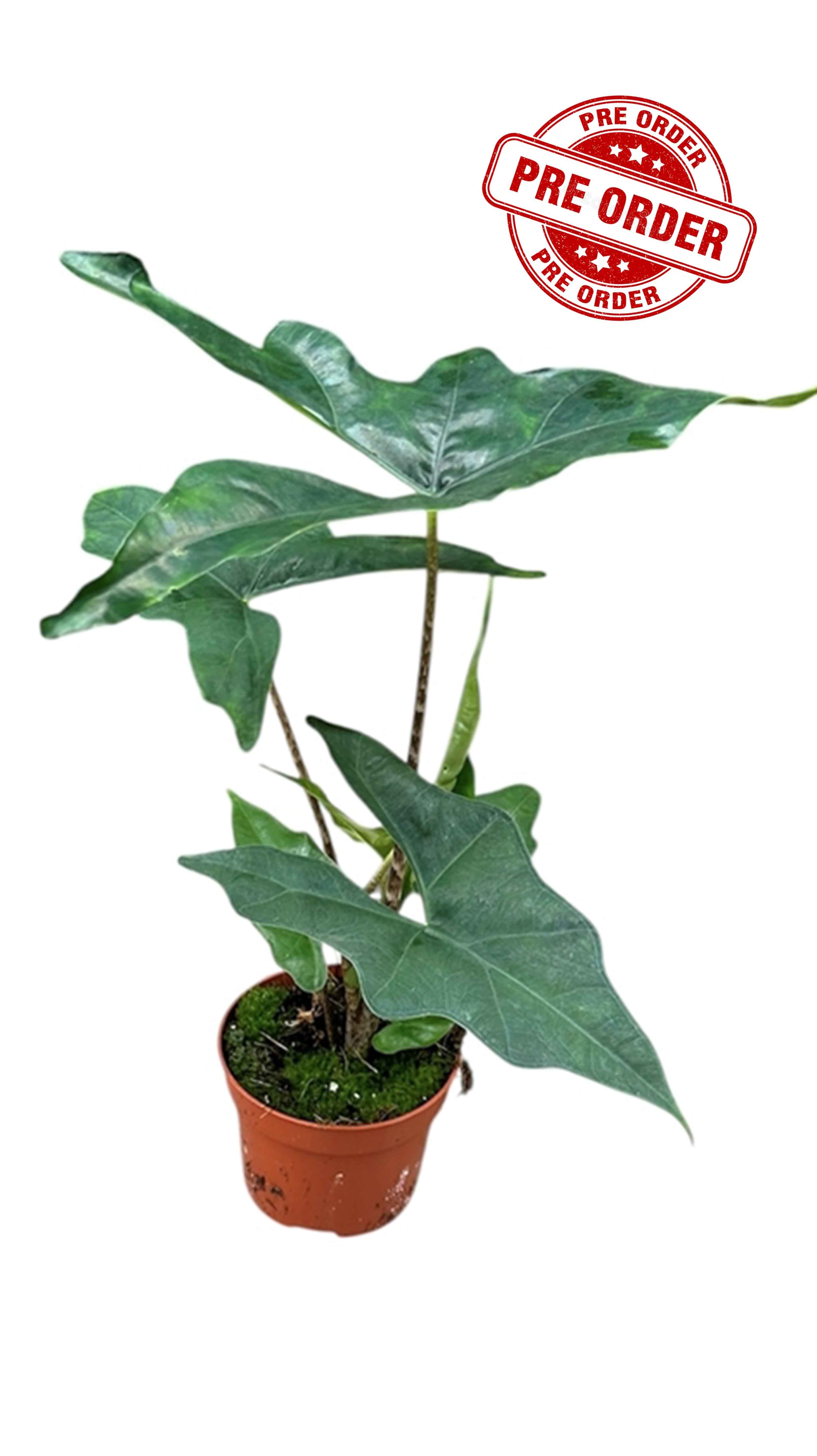 Alocasia Batwing