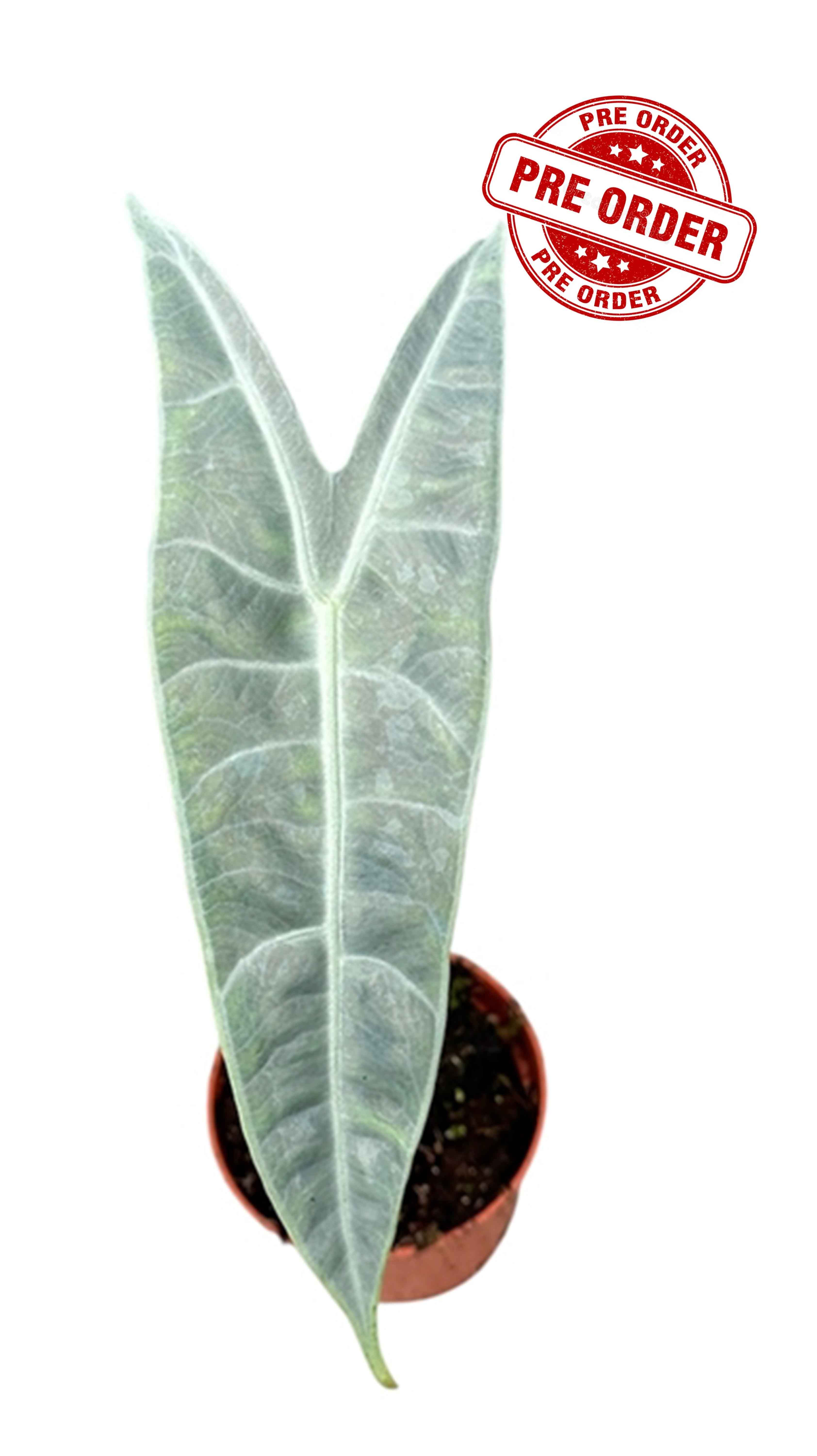 Alocasia Longiloba Silver