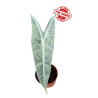 Alocasia Longiloba Silver