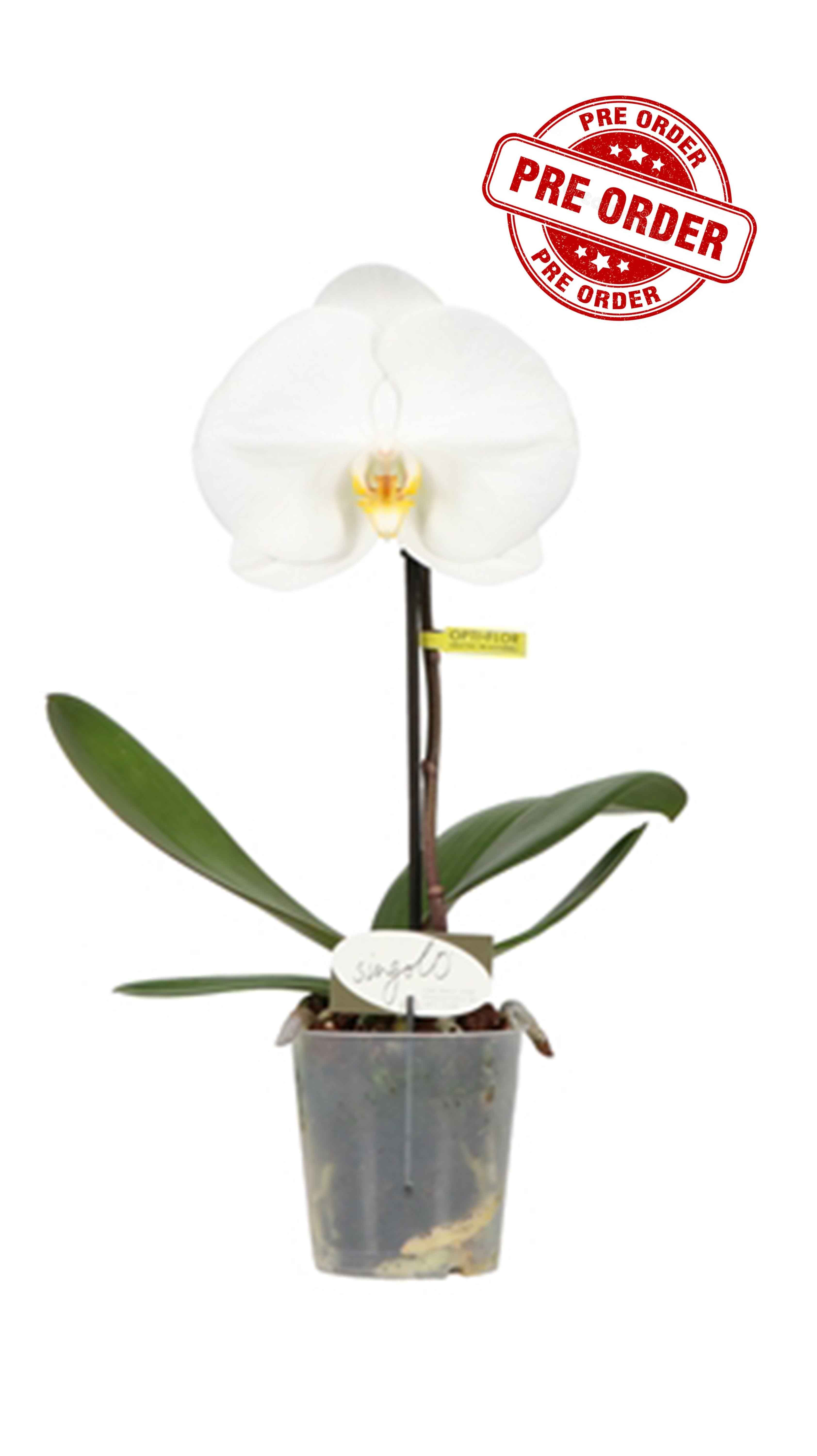 Phalaenopsis Singolo Tosha
