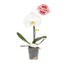Phalaenopsis Singolo Tosha