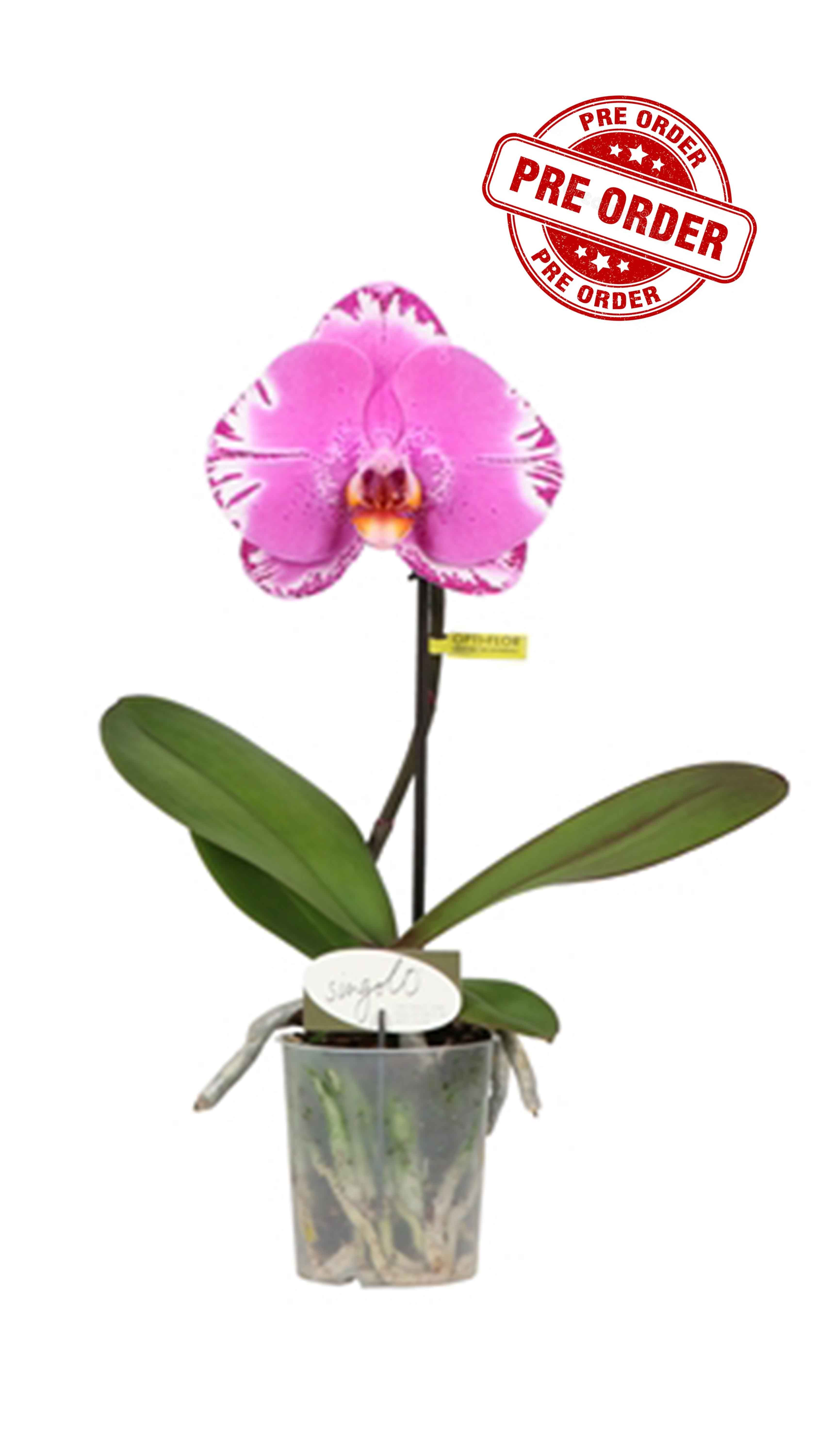 Phalaenopsis Singolo Victorio