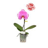 Phalaenopsis Singolo Victorio