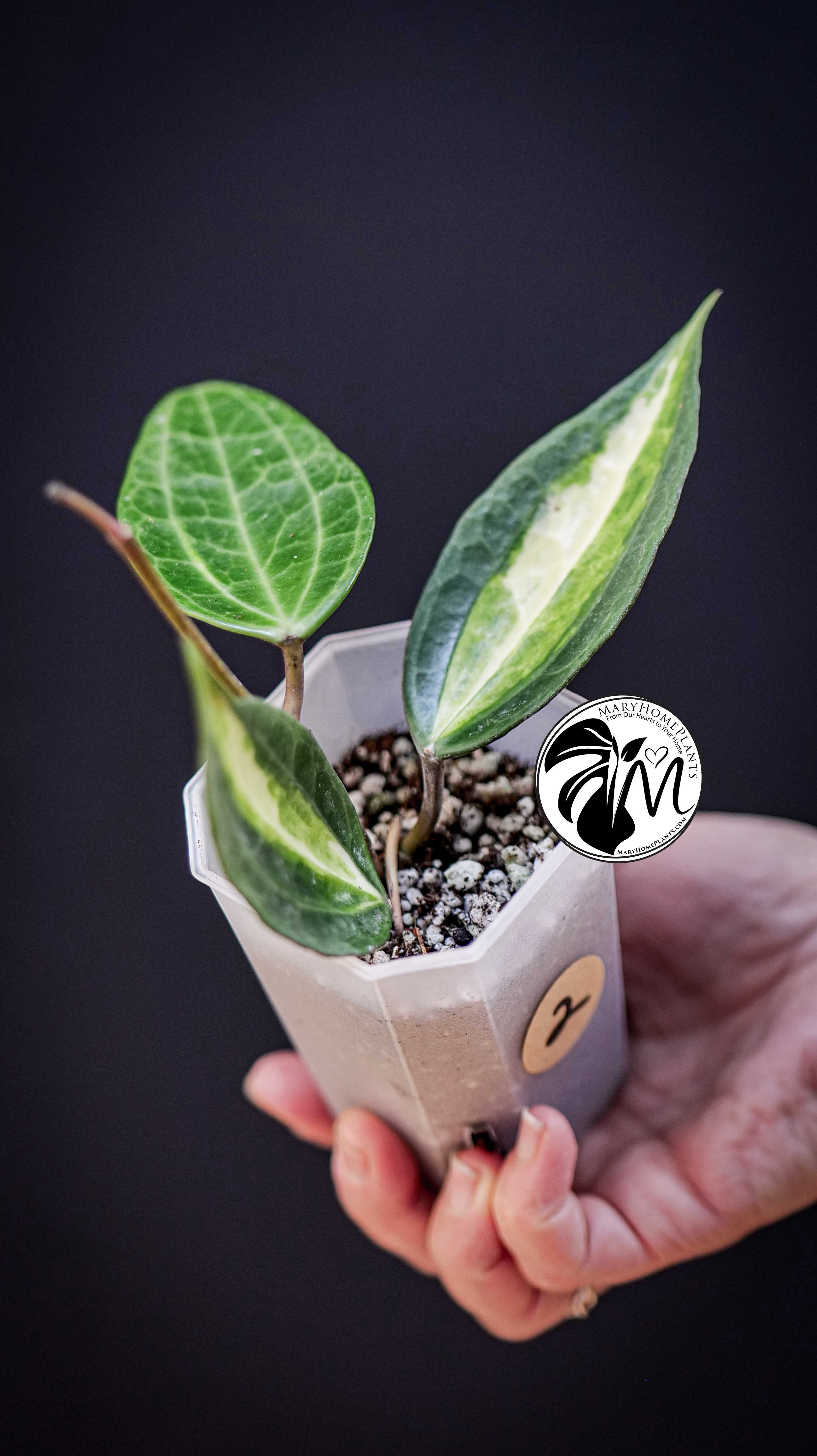 Hoya latifolia Pot of Gold