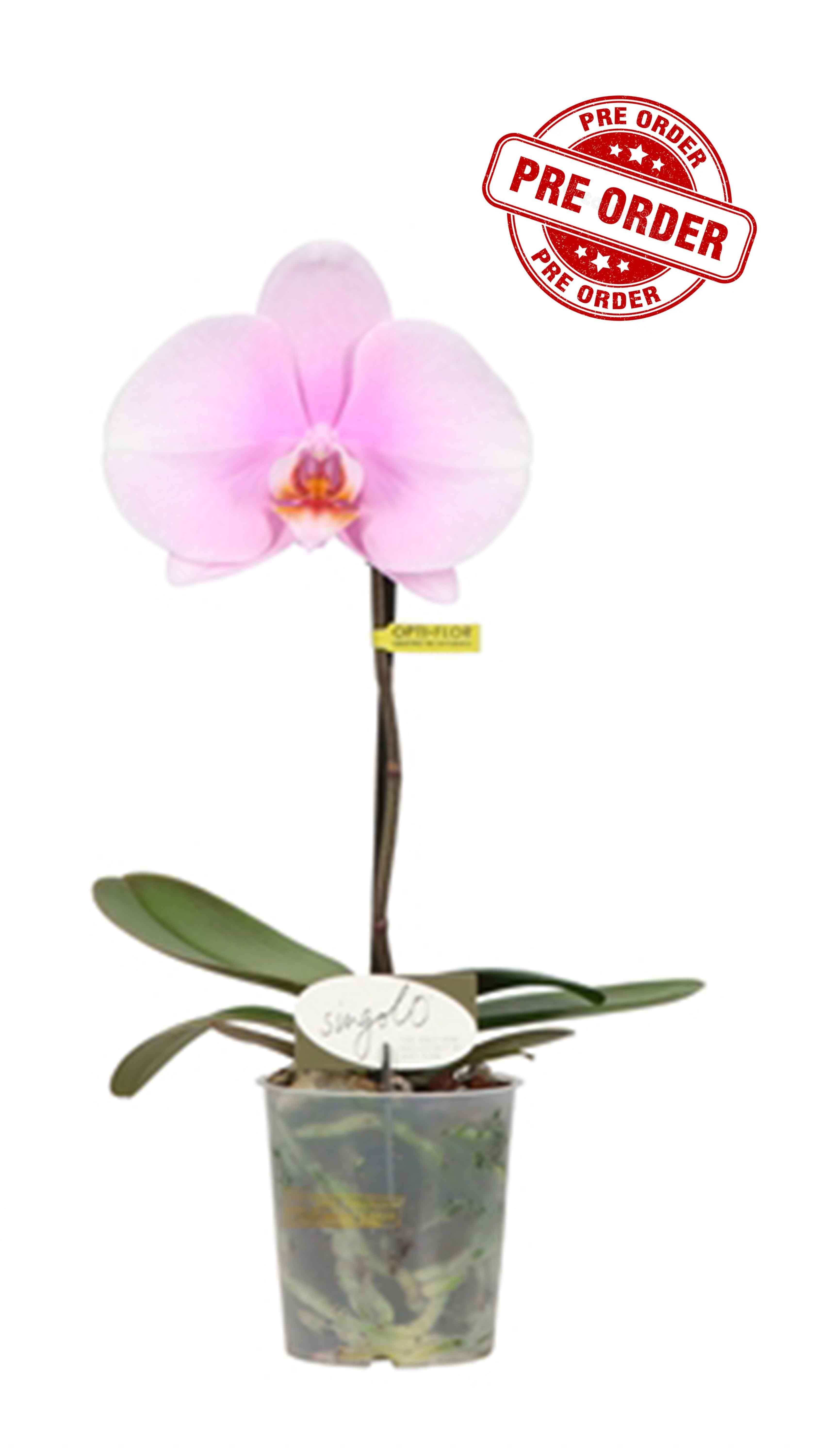 Phalaenopsis Singolo Mino