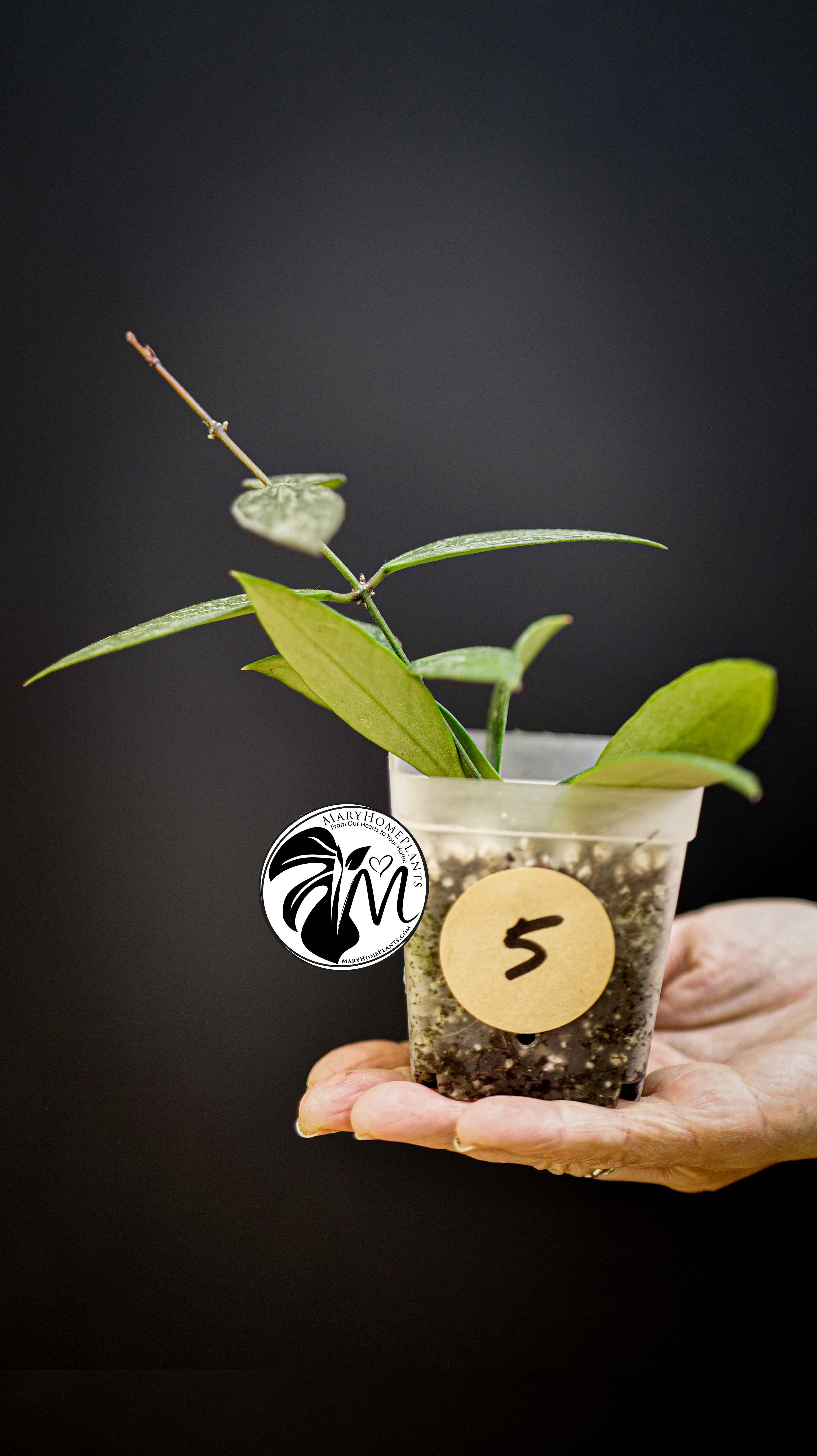 Hoya Gracilis Memoria