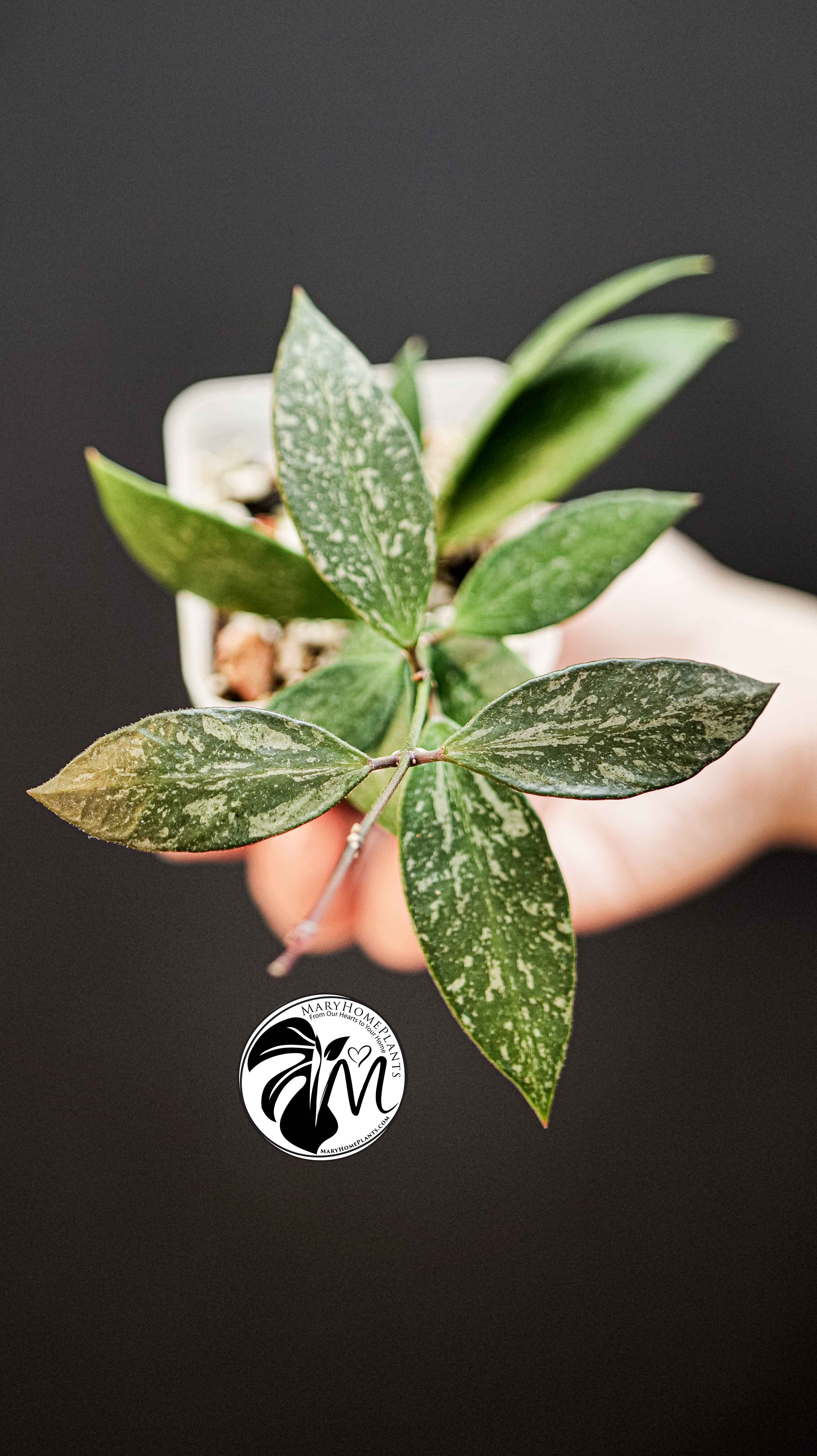 Hoya Gracilis Memoria