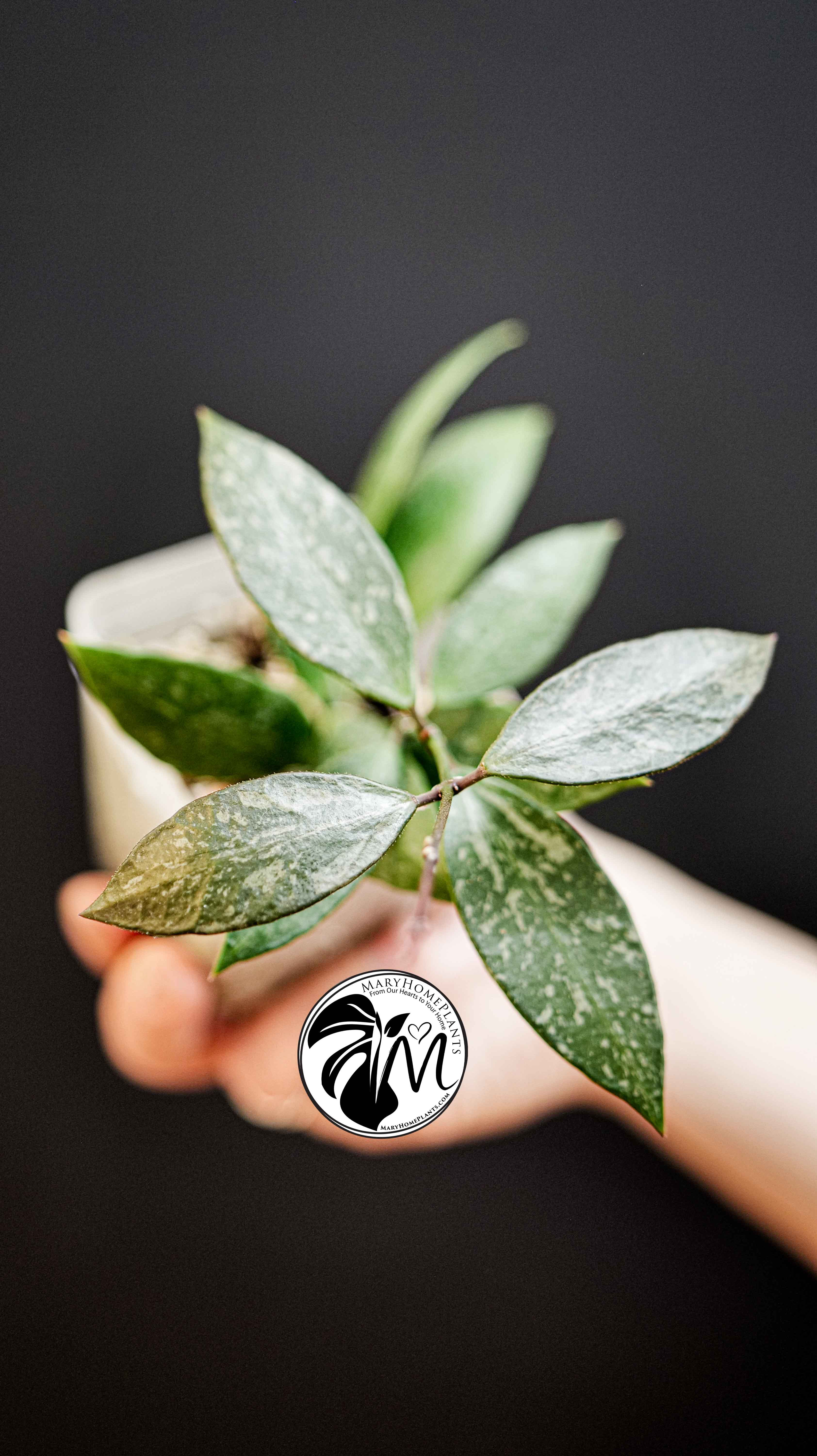 Hoya Gracilis Memoria