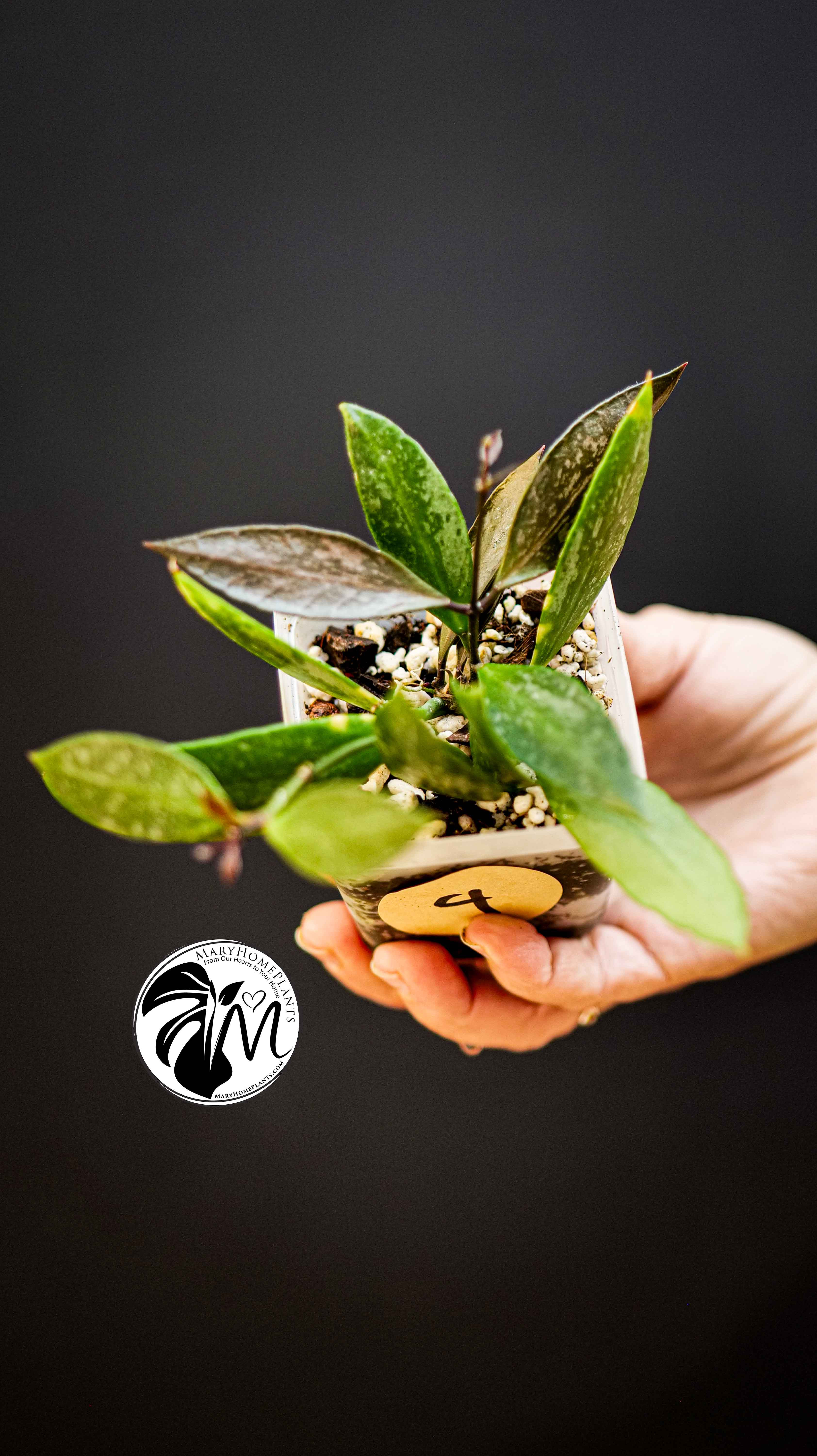 Hoya Gracilis Memoria