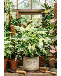 Syngonium