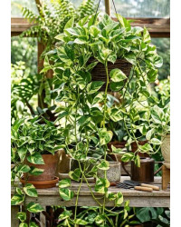 Epipremnum