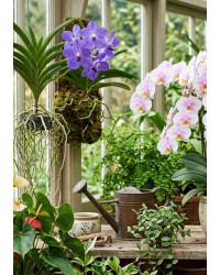 Orchid
