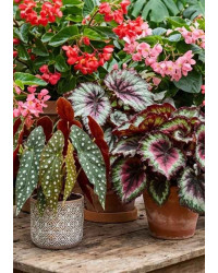 Begonia