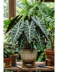 Alocasia