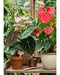 Anthurium