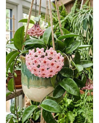 Hoya