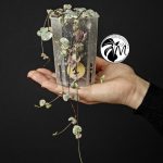 ceropegia woodii variegata | string of heats