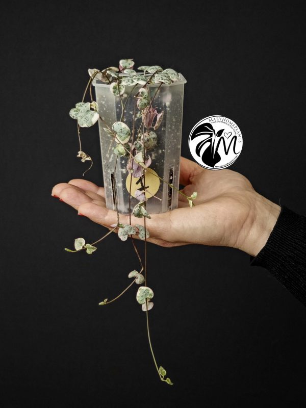 ceropegia woodii variegata | string of heats
