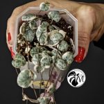 ceropegia woodii variegata | string of heats
