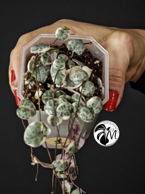 ceropegia woodii variegata | string of heats